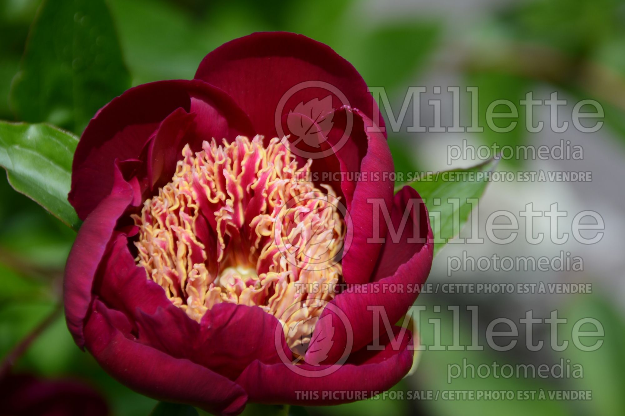Paeonia Charles Burgess (Peony) 2