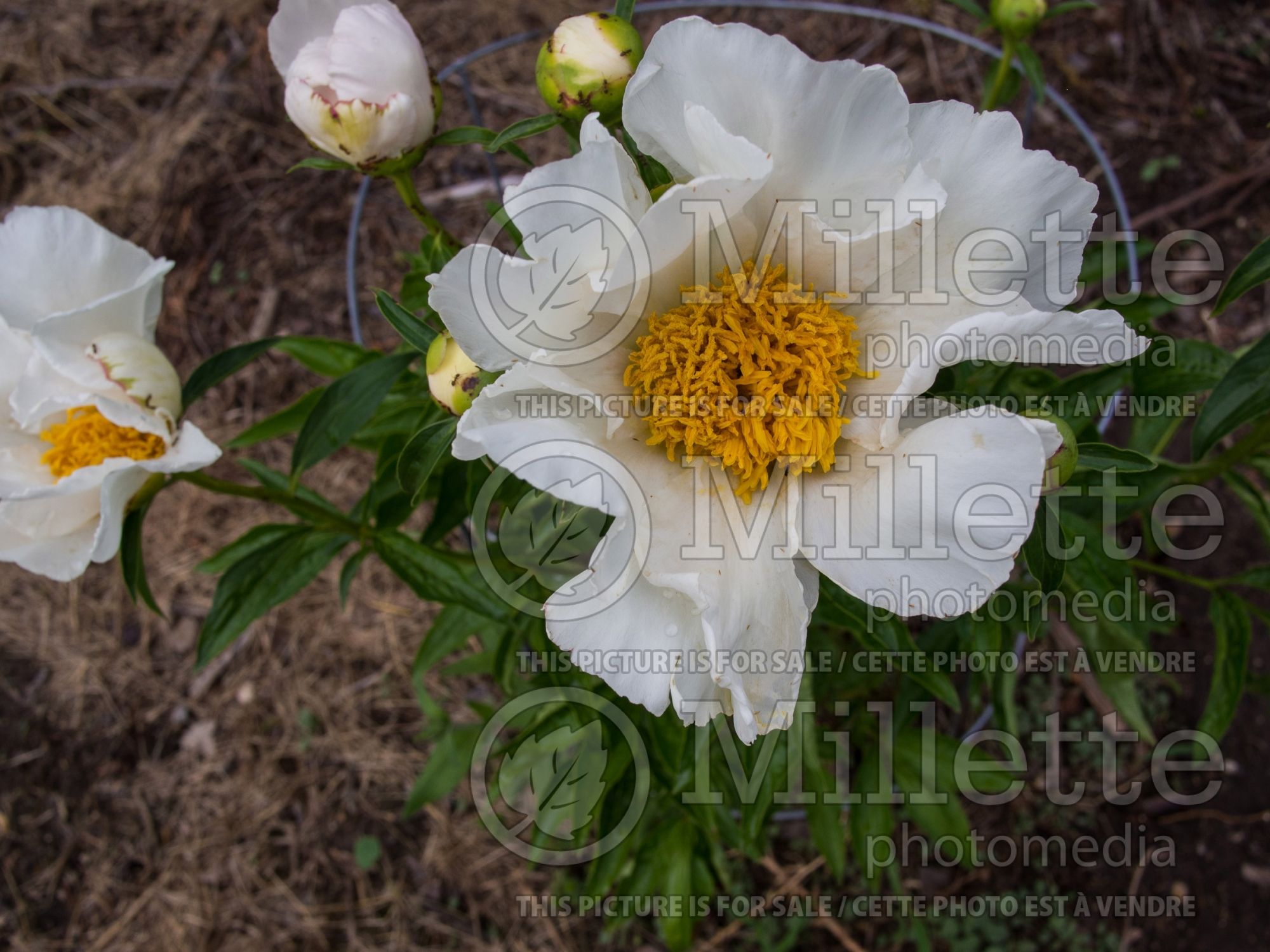 Paeonia Claire de Lune (Peony) 6