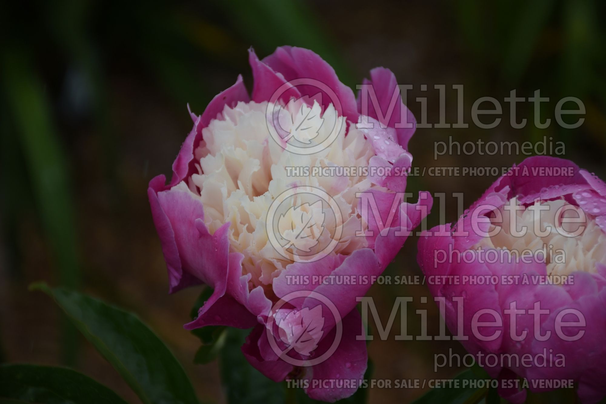 Paeonia Cora Stubbs (Peony) 3
