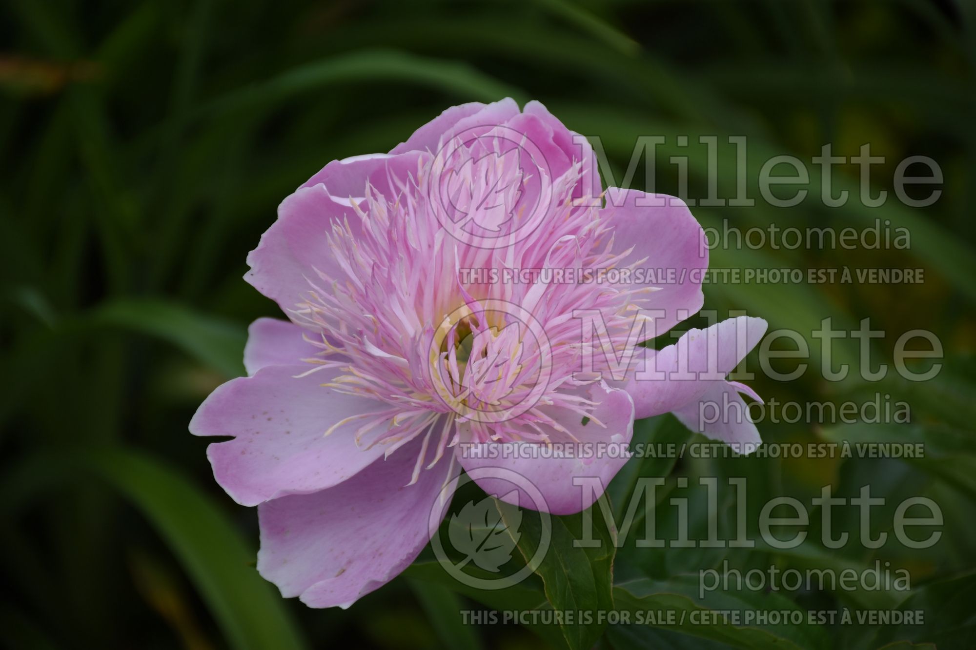 Paeonia Fancy Nancy (Peony) 3