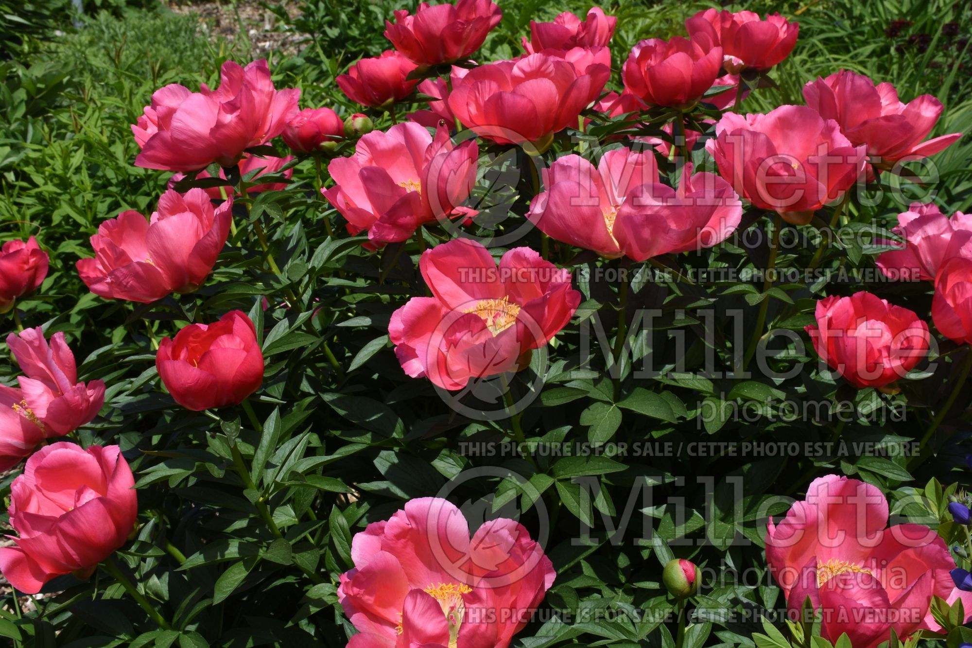 Paeonia Flame (Peony) 13