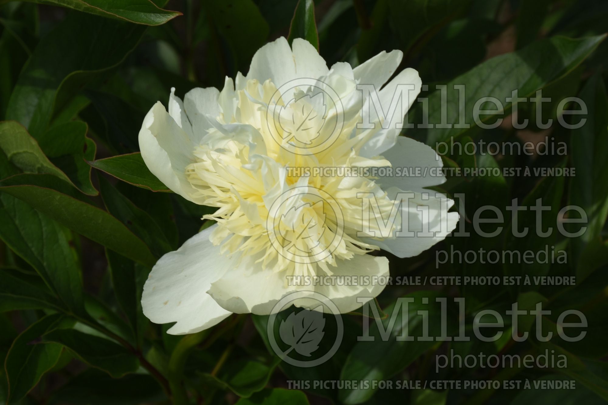 Paeonia Goldilocks (peony) 1