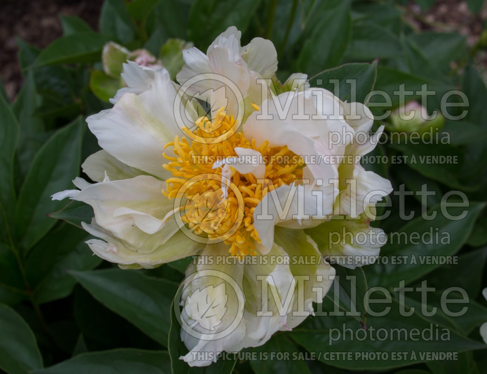 Paeonia Green Lotus (Peony) 4