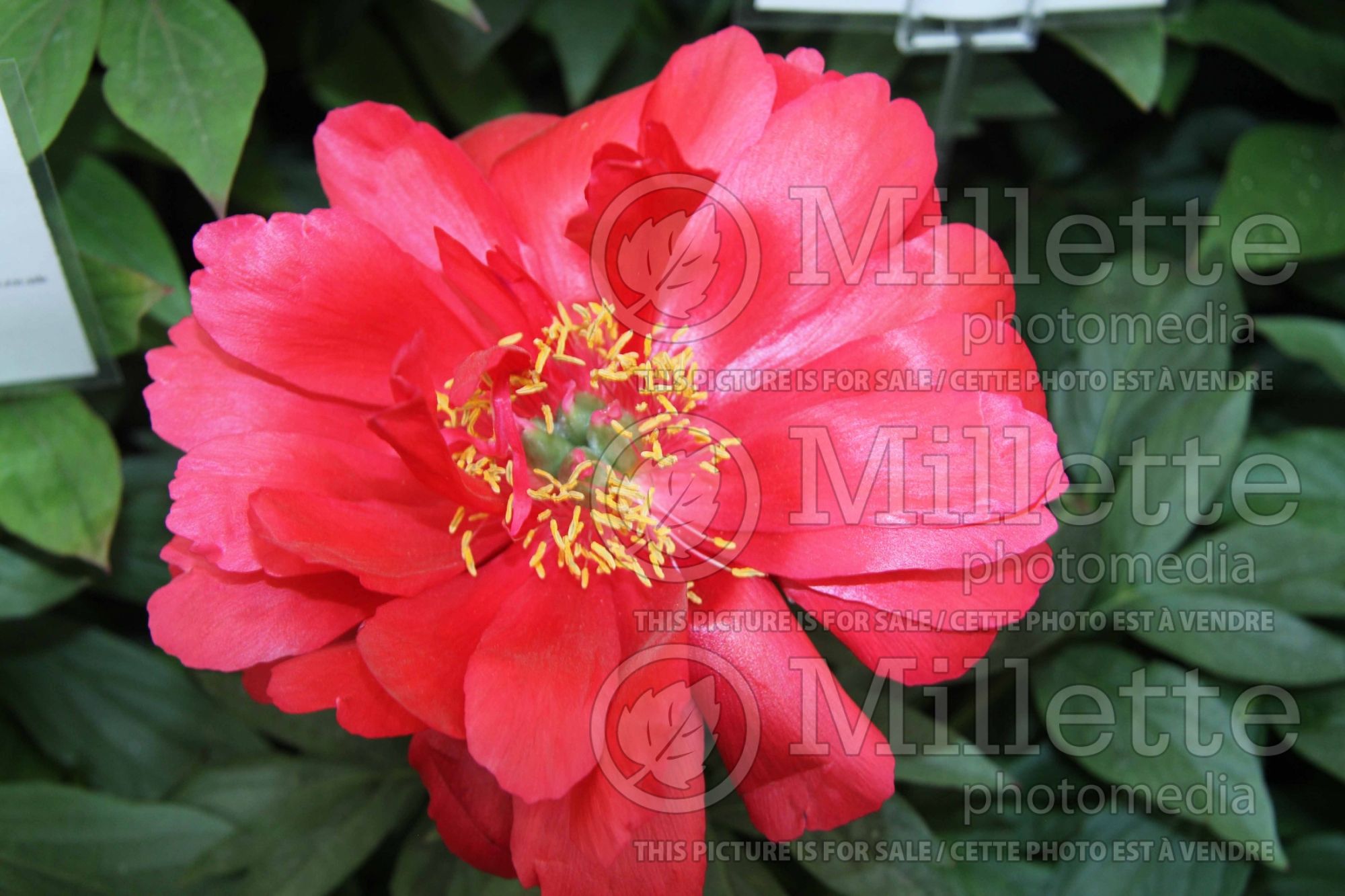 Paeonia Joyce Ellen (Peony) 1