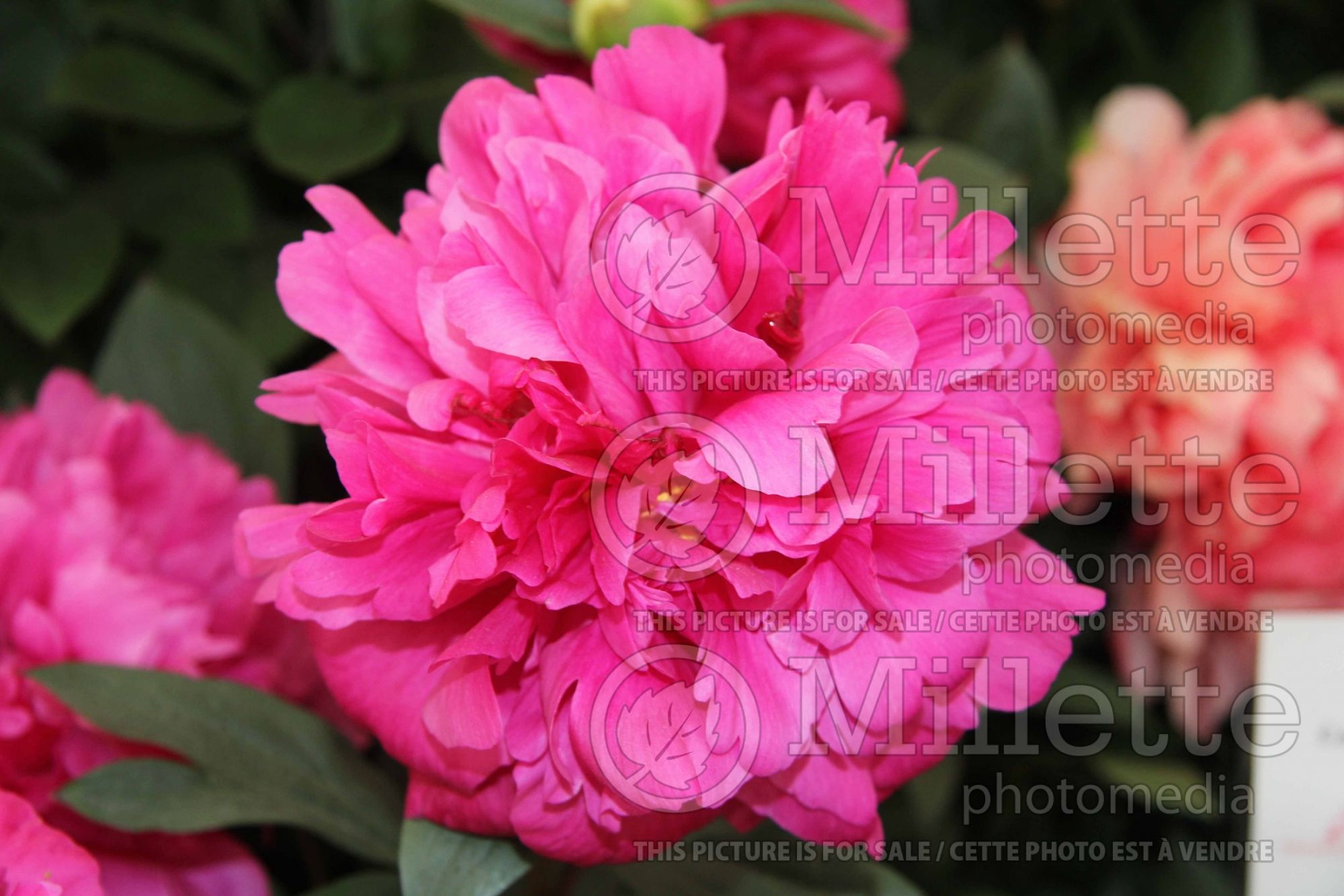 Paeonia Kansas (Peony) 7