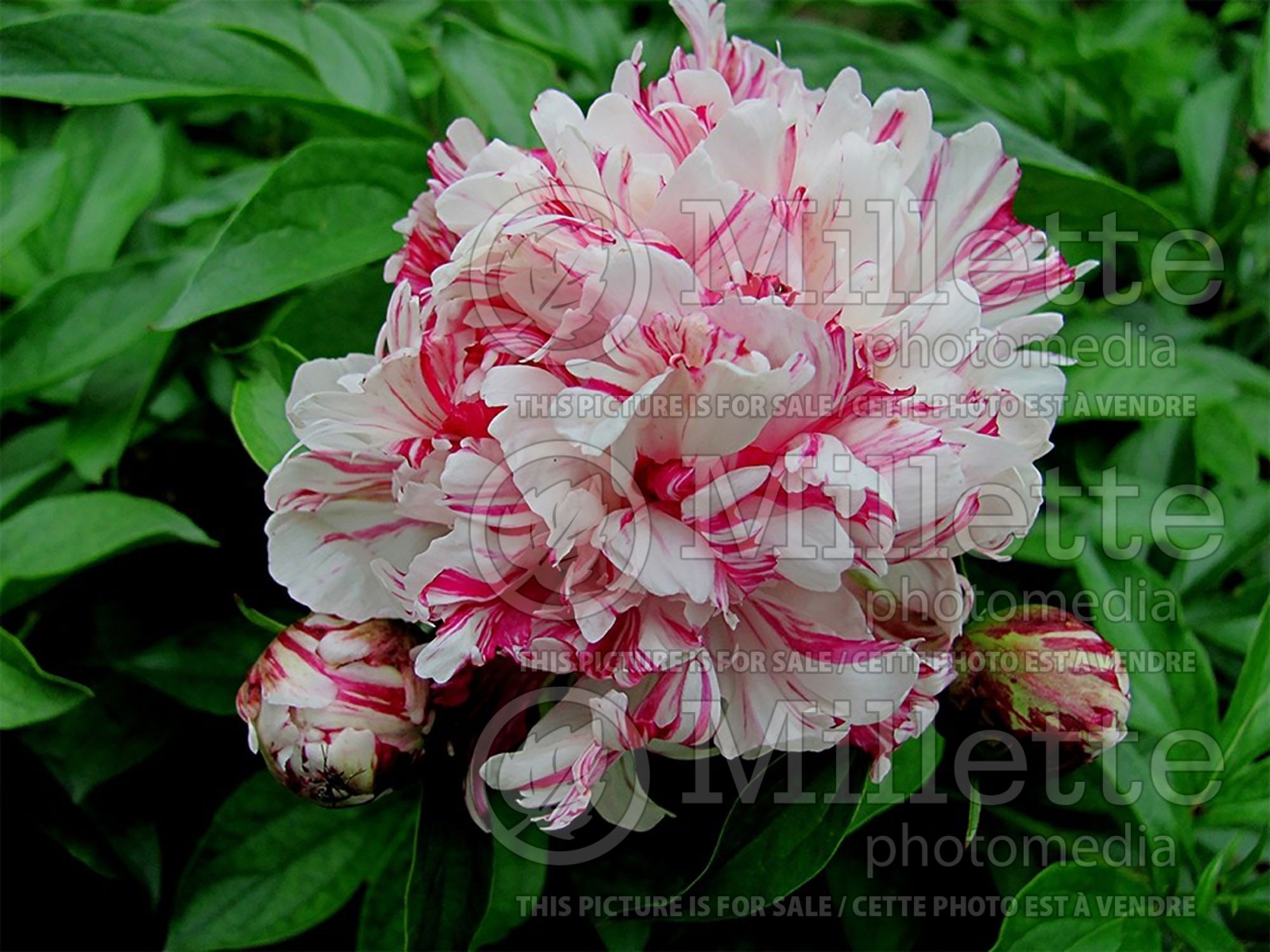 Paeonia Kirinmaru (peony) 1