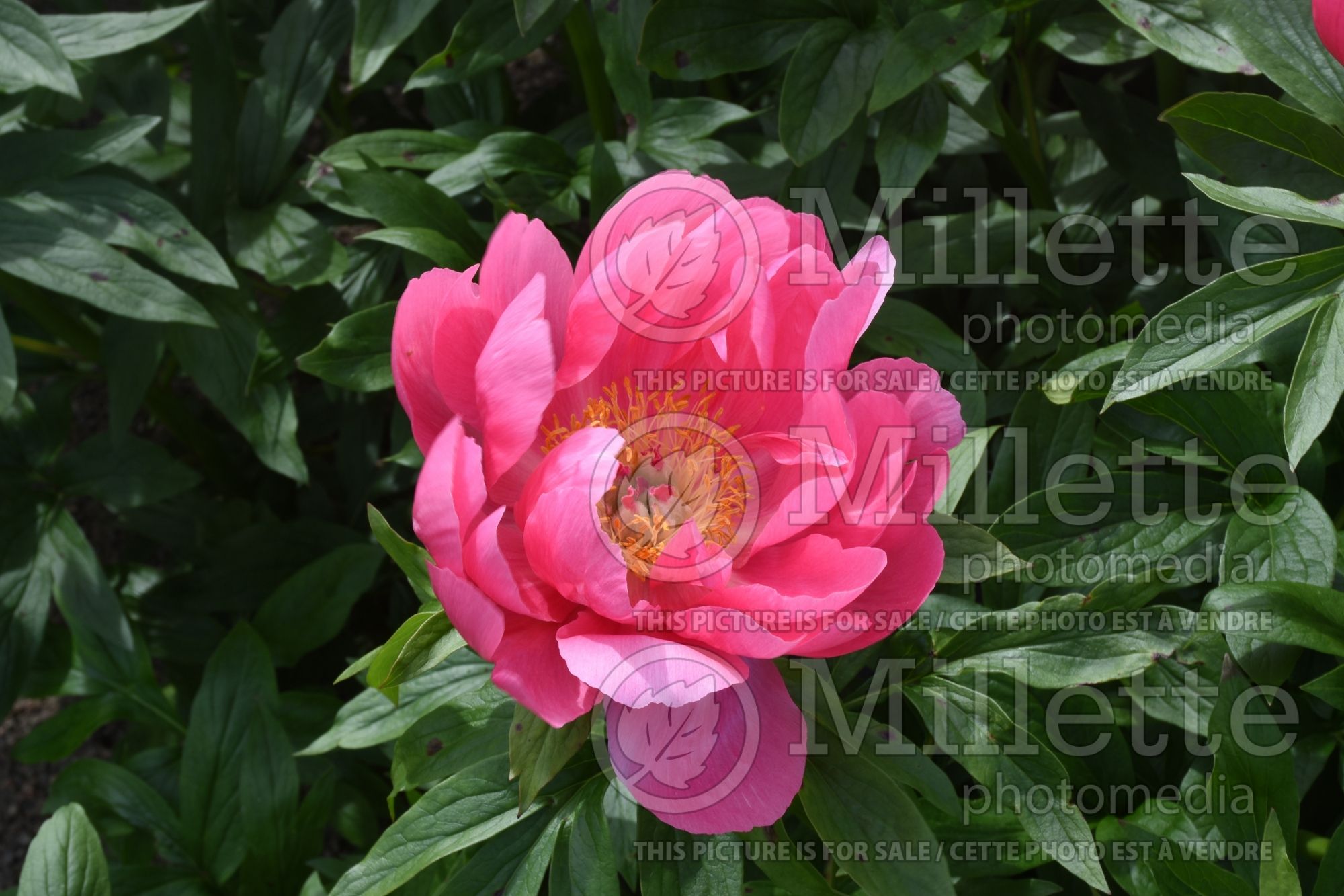 Paeonia Ludovica (peony) 1