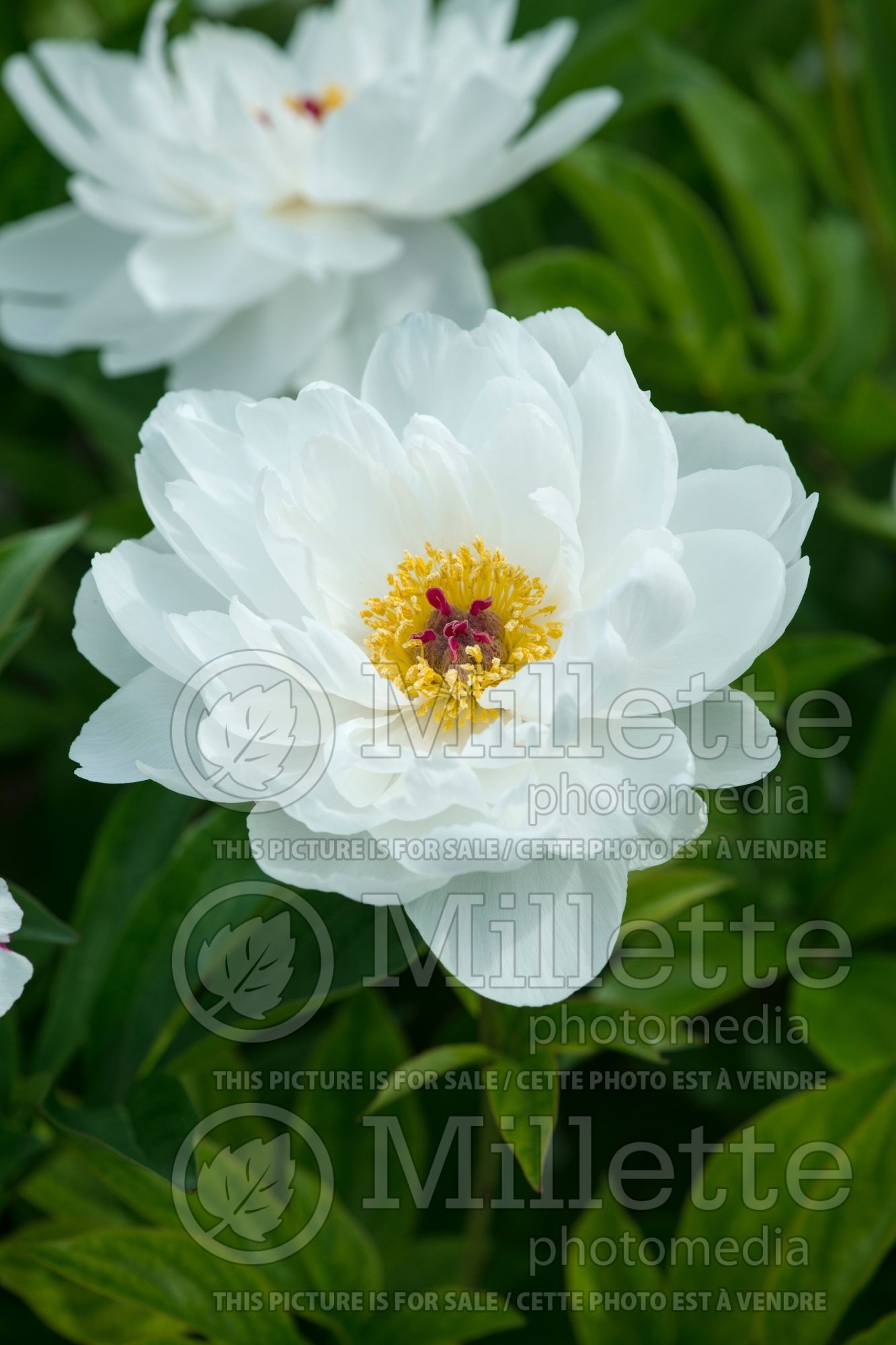 Paeonia Minnie Shaylor (Peony) 3