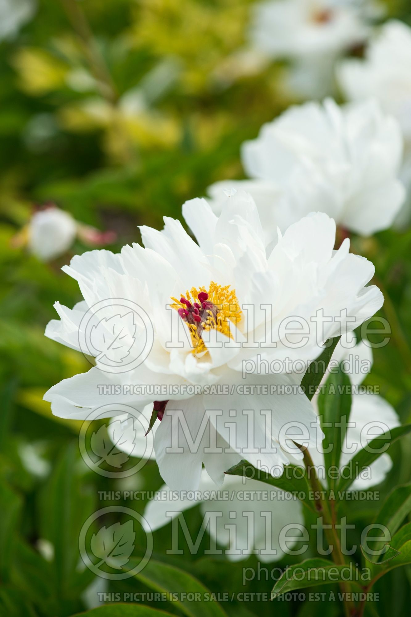 Paeonia Minnie Shaylor (Peony) 4