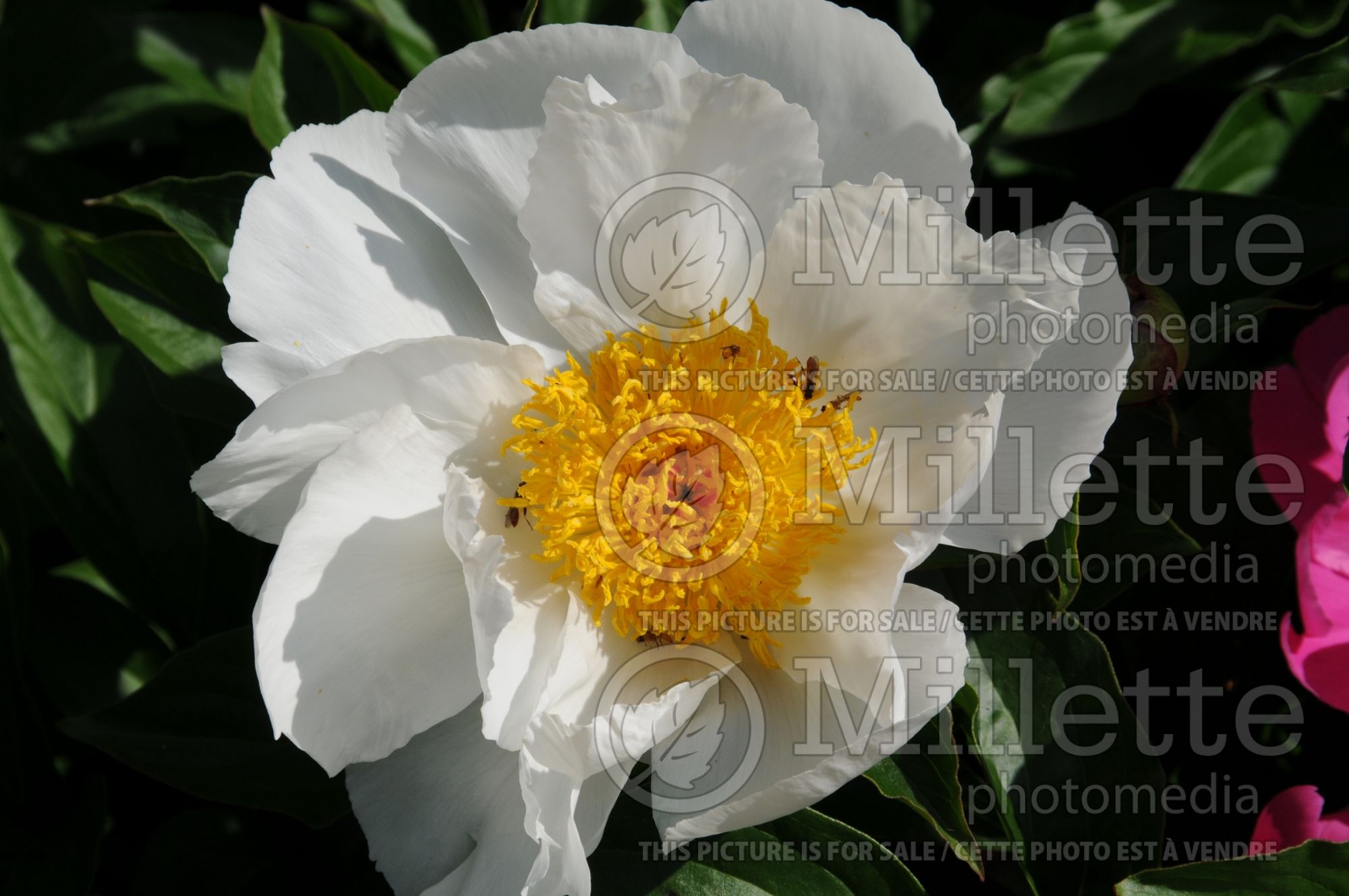 Paeonia Moon of Nippon (Peony) 3