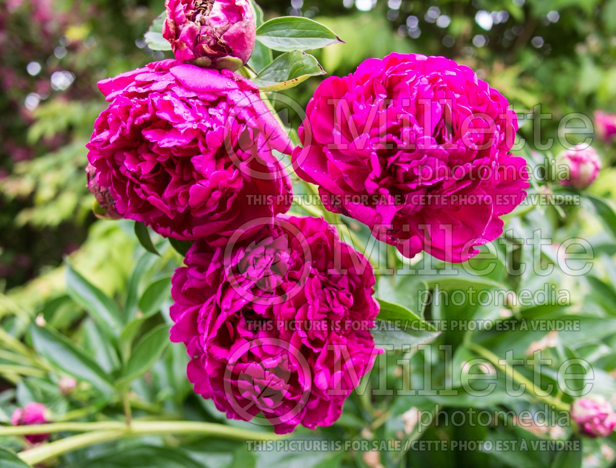Paeonia Paul M Wild (Peony) 5