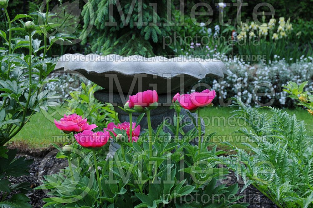 paeonia anemoniflora peony what is the average size flower