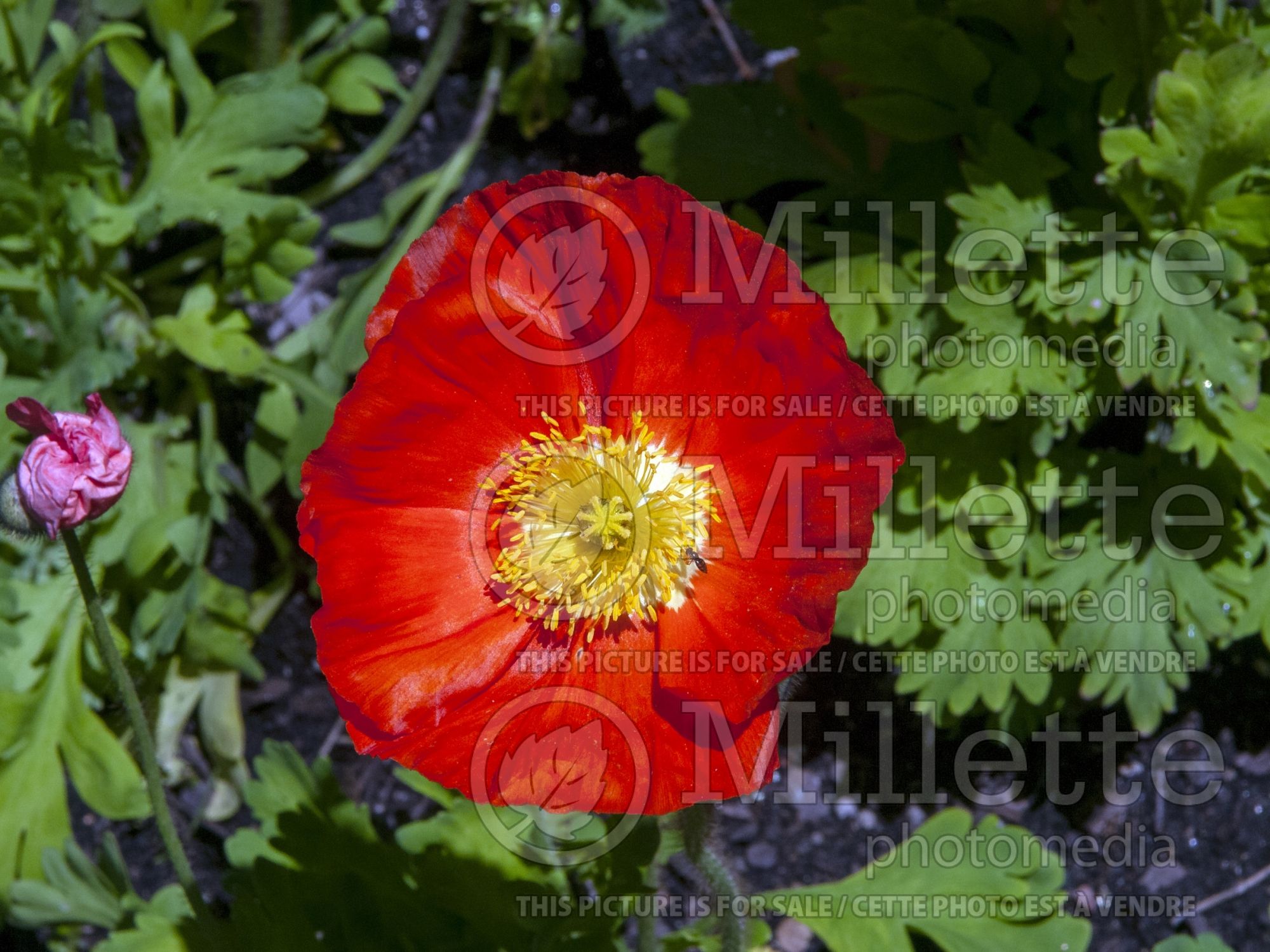 Papaver Champagne Bubble Scarlet (Iceland Poppy) 1