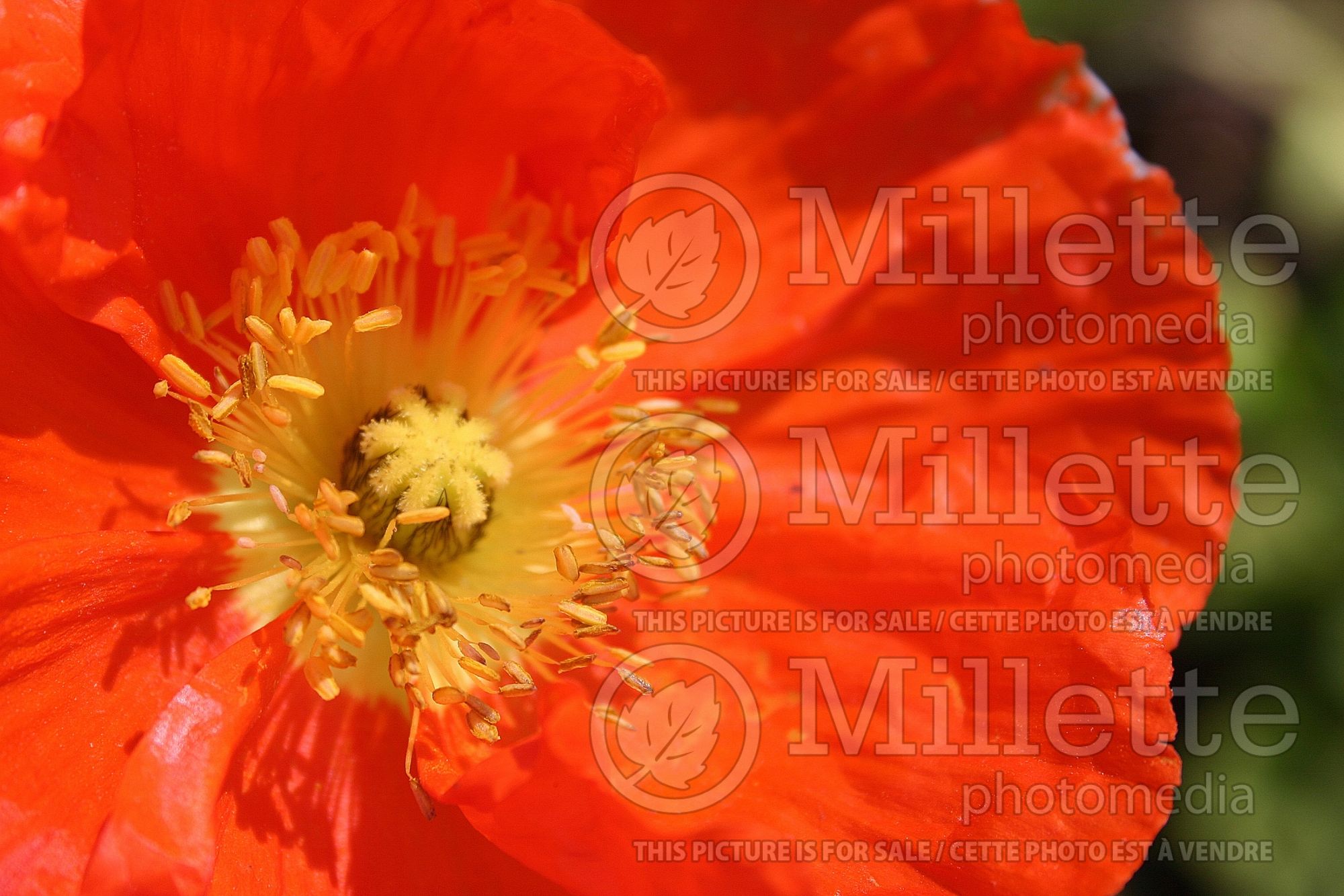 Papaver Champagne Bubble Scarlet (Iceland Poppy) 2