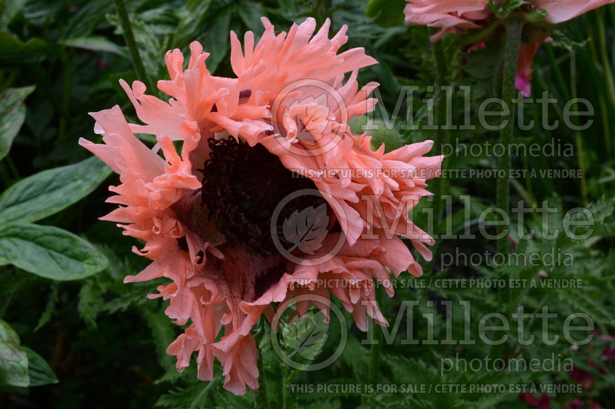 Papaver Fancy Feathers (Oriental Poppy) 4