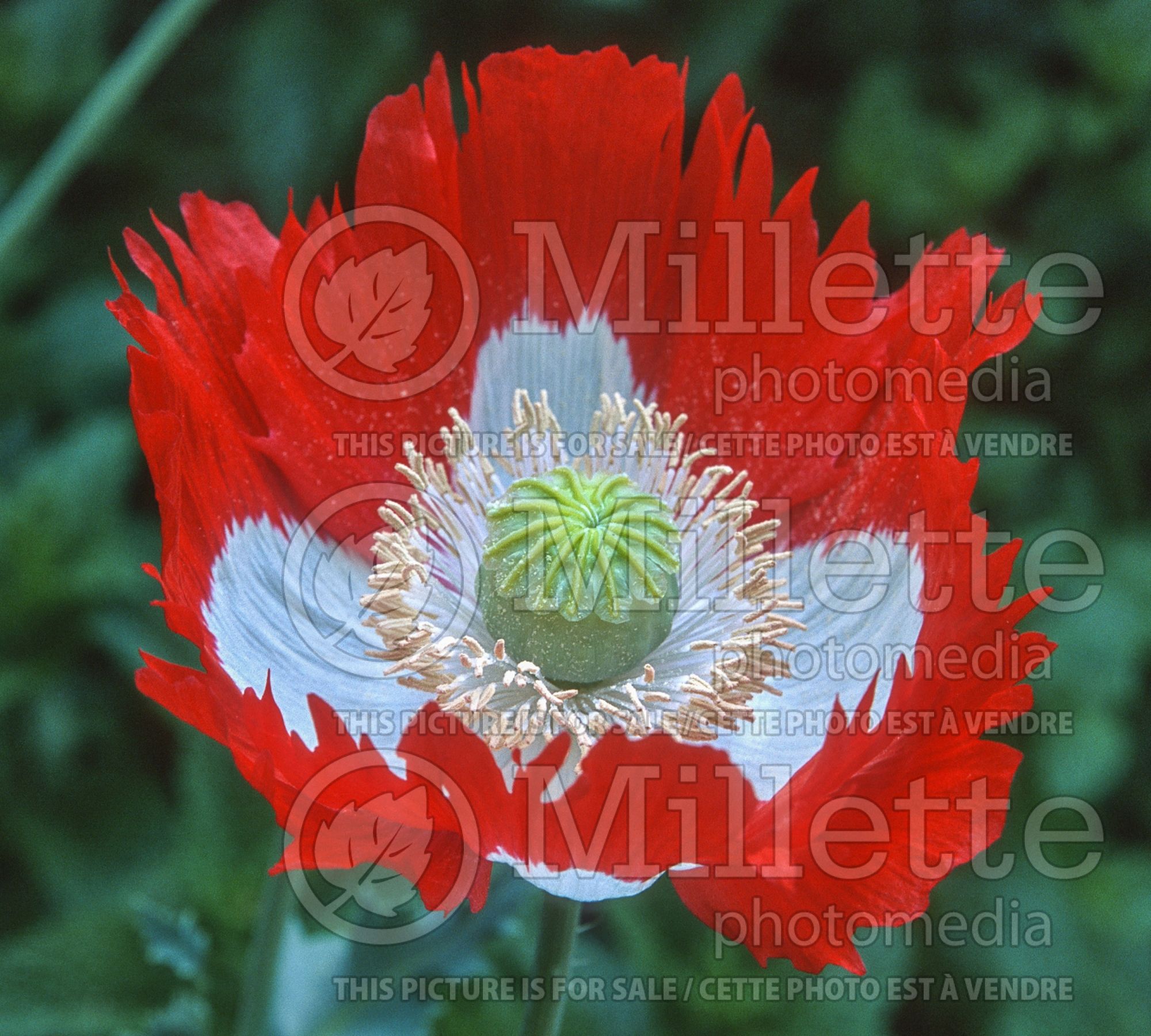 Papaver Danish Flag (Afghan Poppy) 3