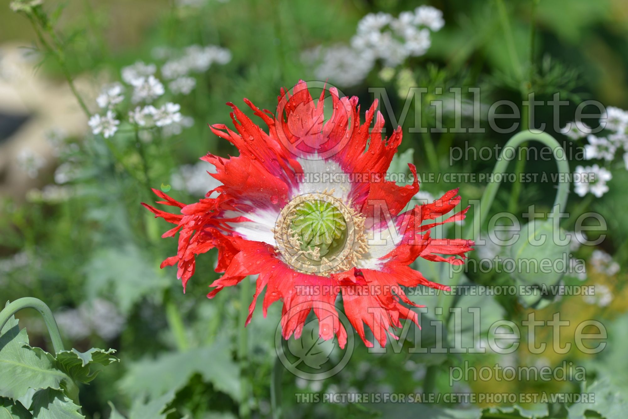 Papaver Danish Flag (Afghan Poppy) 2