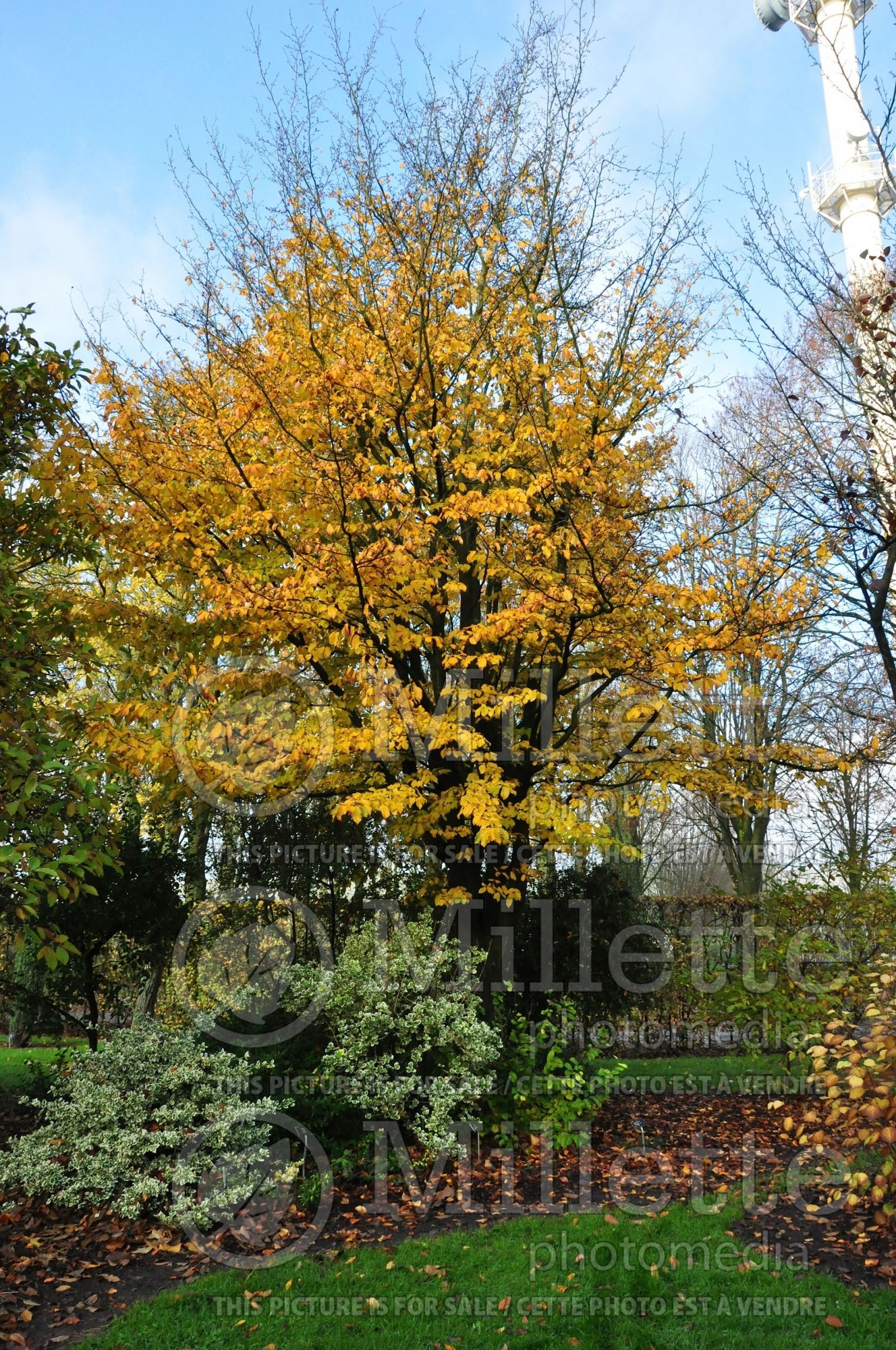 Parrotia persica (Persian ironwood) 2