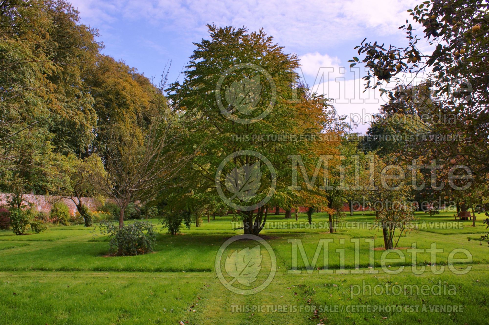 Parrotia persica (Persian ironwood) 7