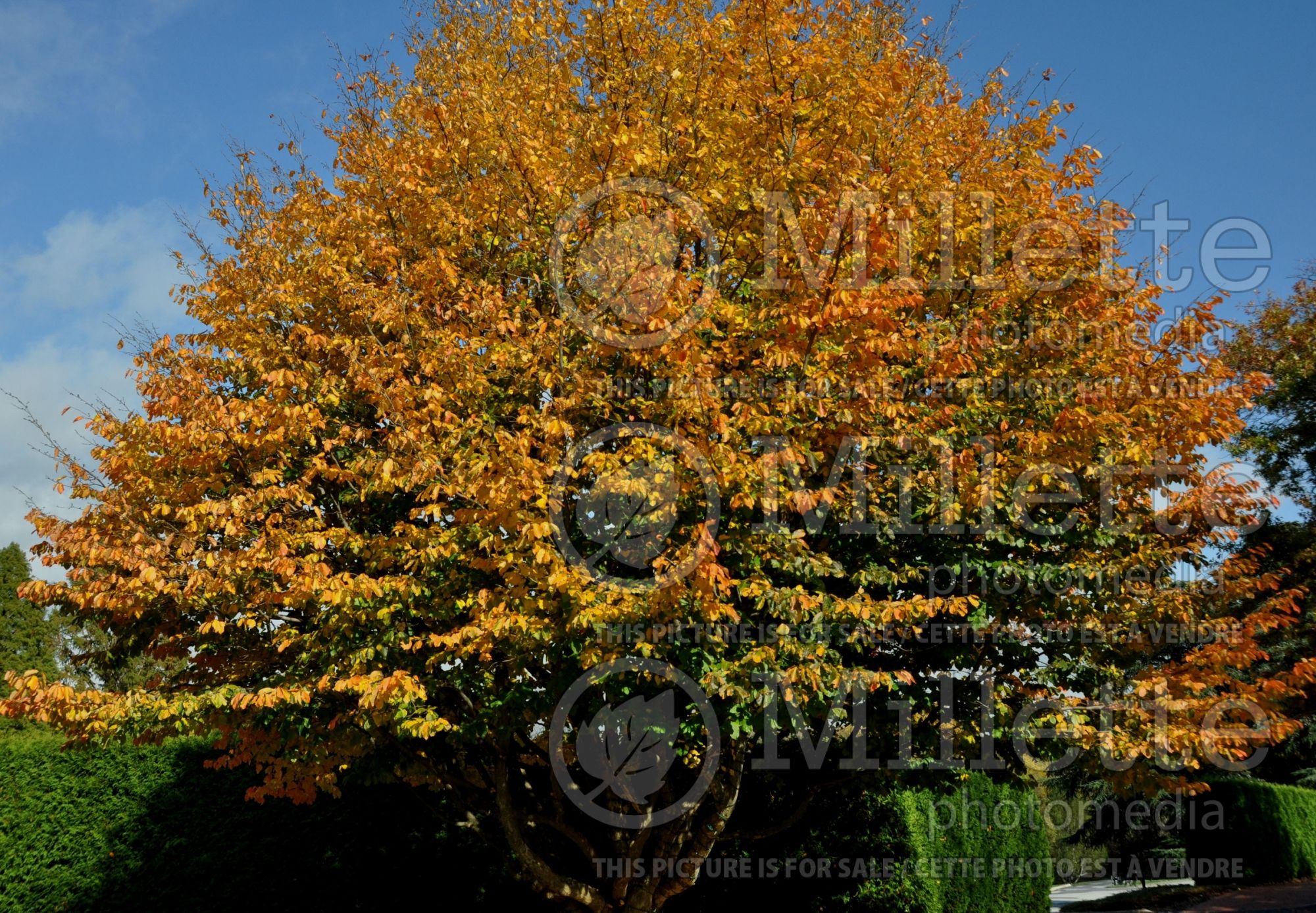 Parrotia persica (Persian ironwood) 4
