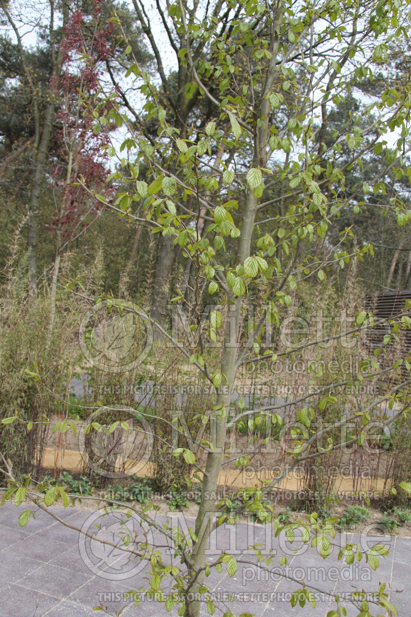 Parrotia Vanessa (Persian ironwood) 3