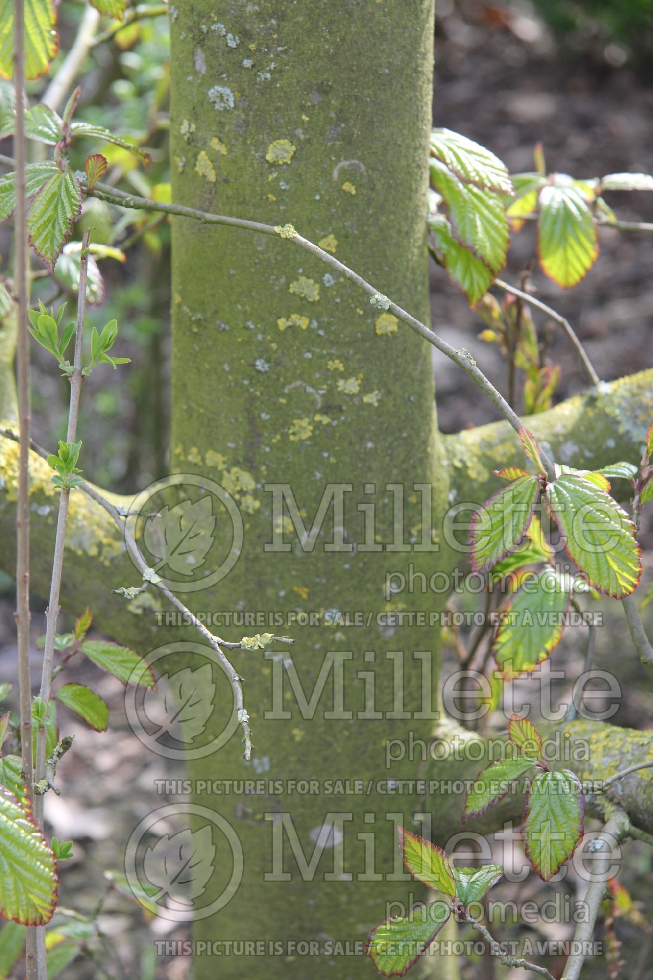 Parrotia Vanessa - bark (Persian ironwood) 1