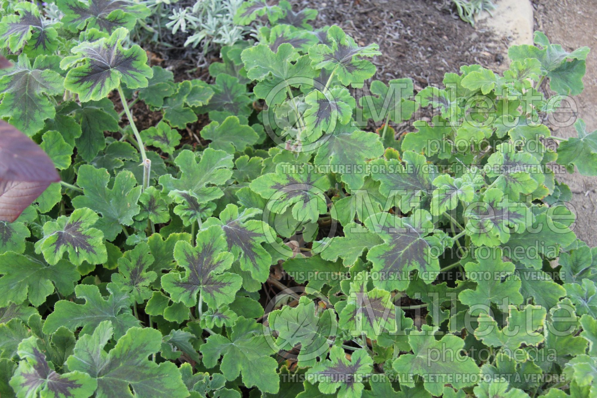 Pelargonium Chocolate Mint (Pelargonium Mint Scented Geranium) 1