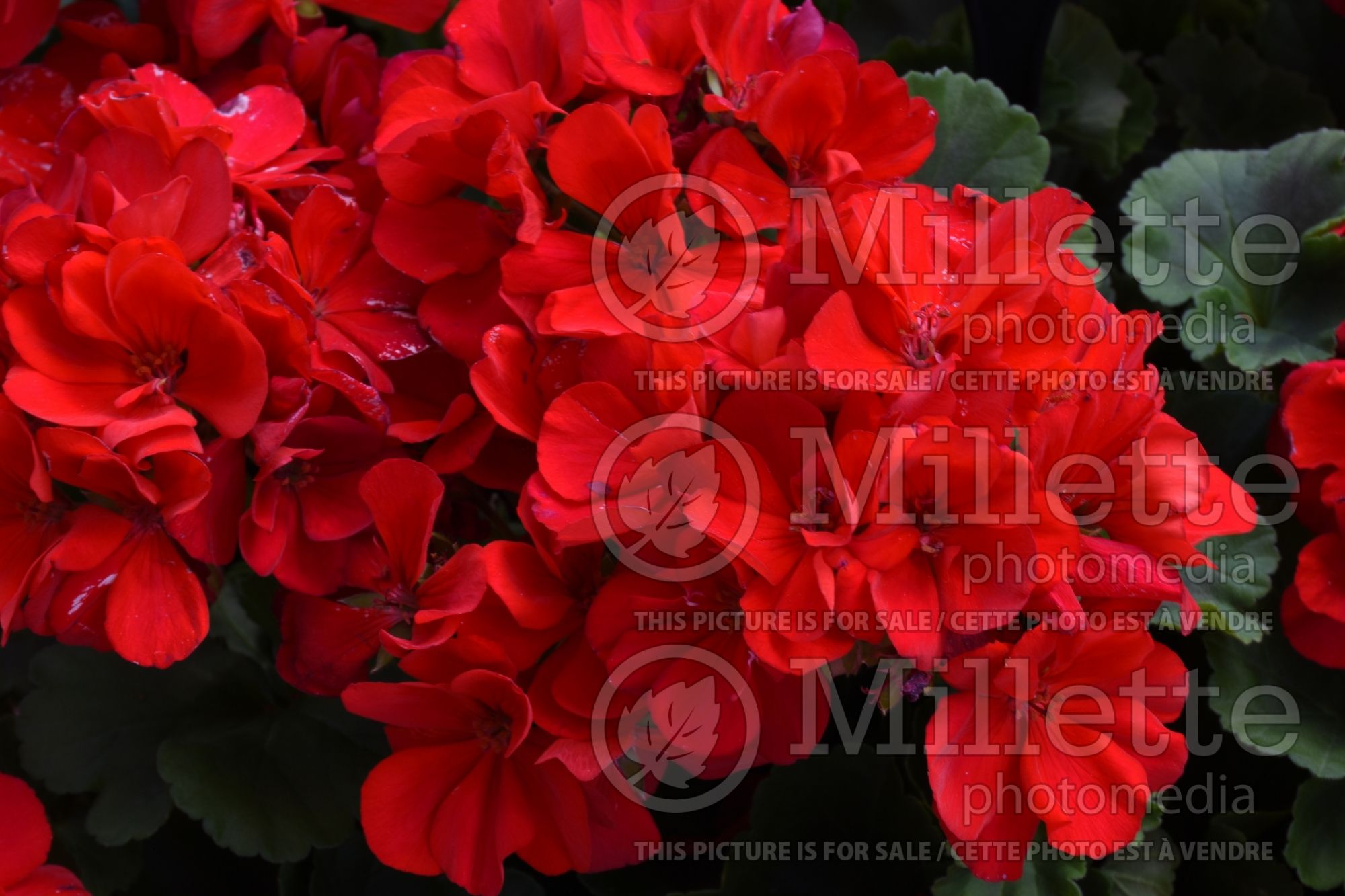 Pelargonium Sunrise Red (Pelargonium Geranium) 1