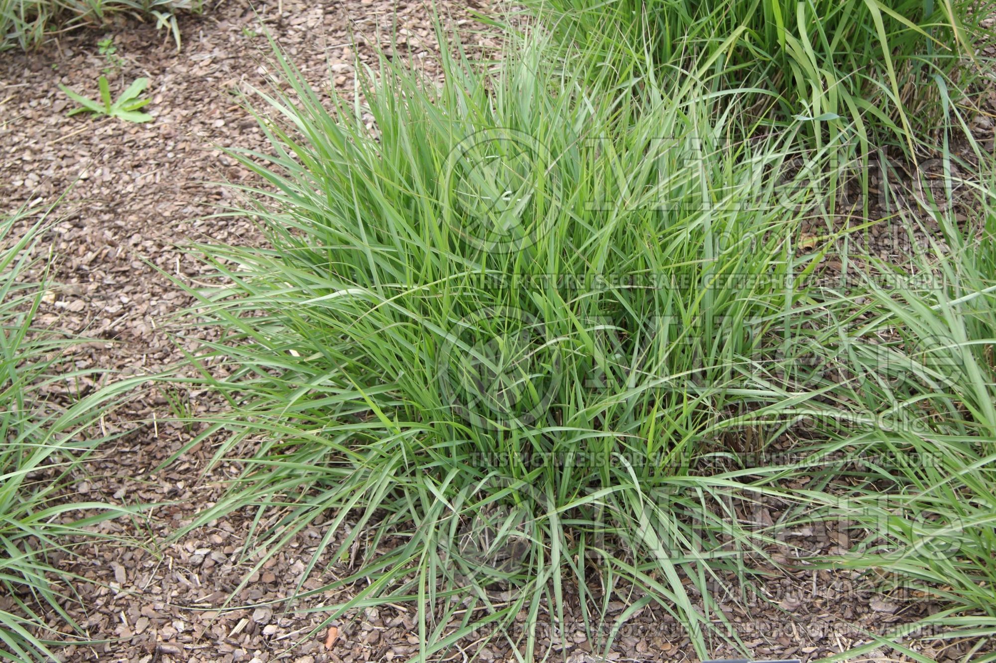 Pennisetum Karley Rose (oriental fountain grass) 23