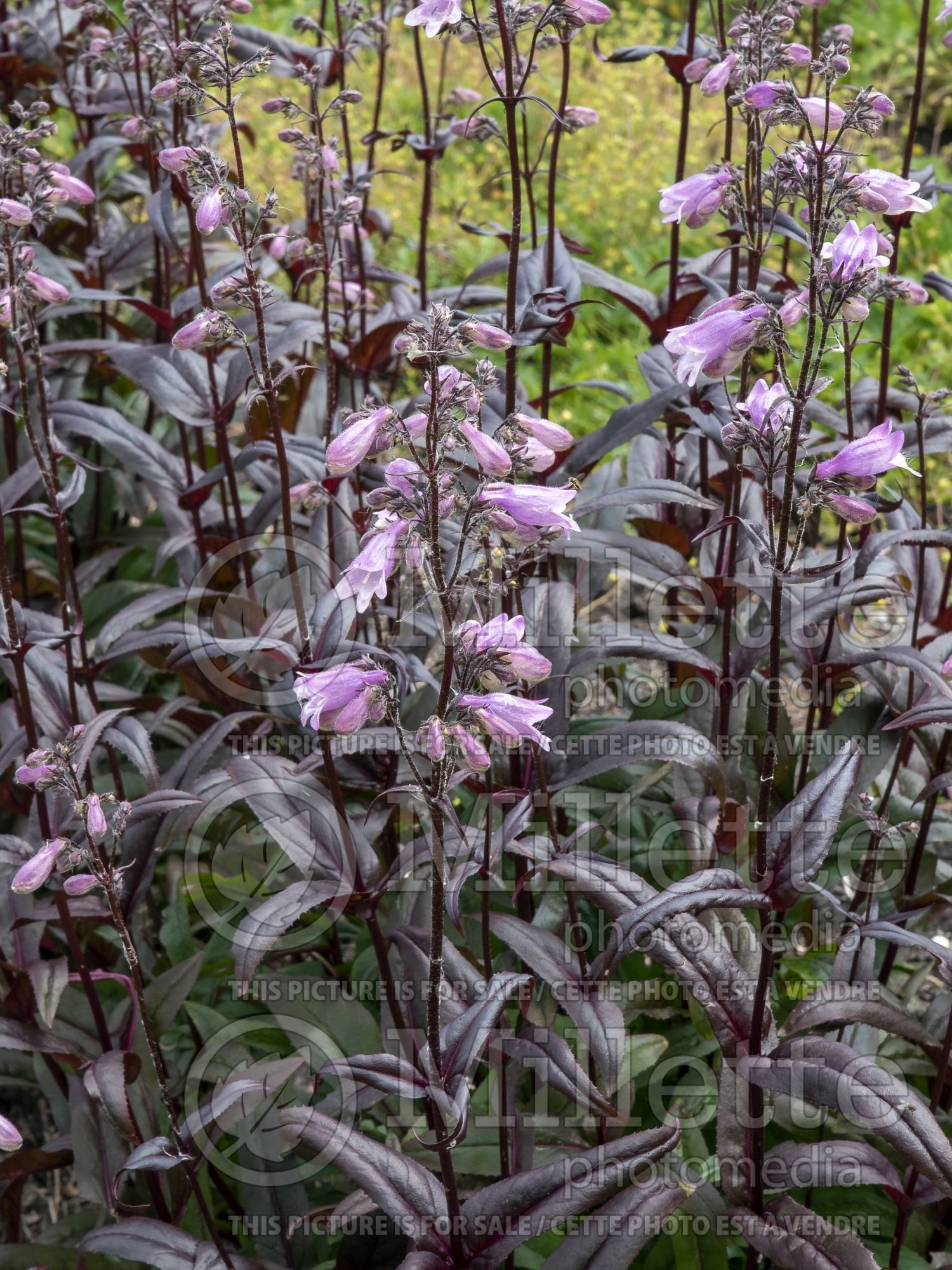 Penstemon Blackbeard (Beardtongue) 1