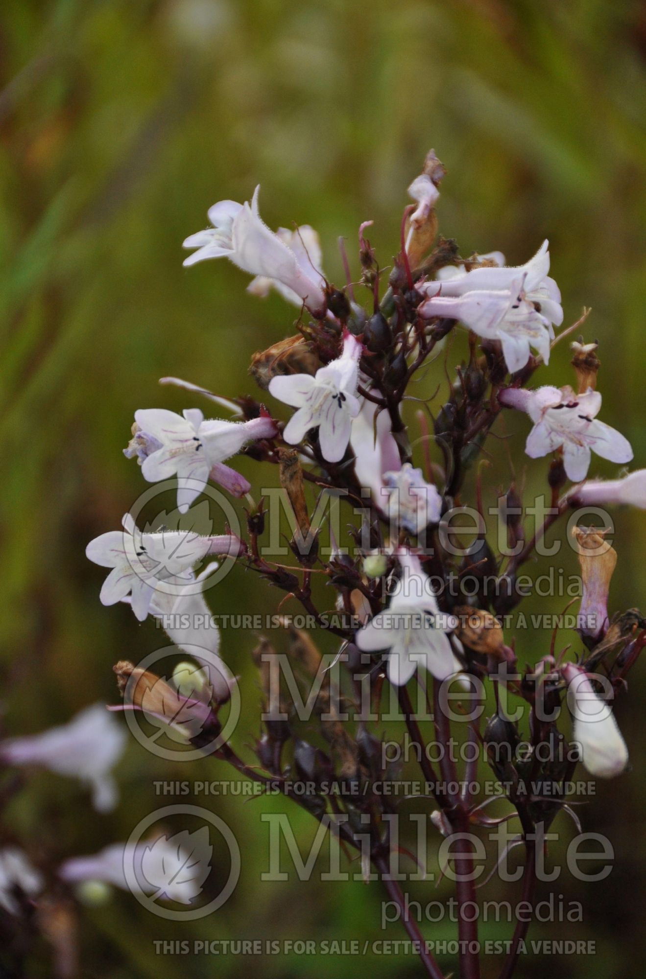 Penstemon Husker Red (Beardtongue) 4