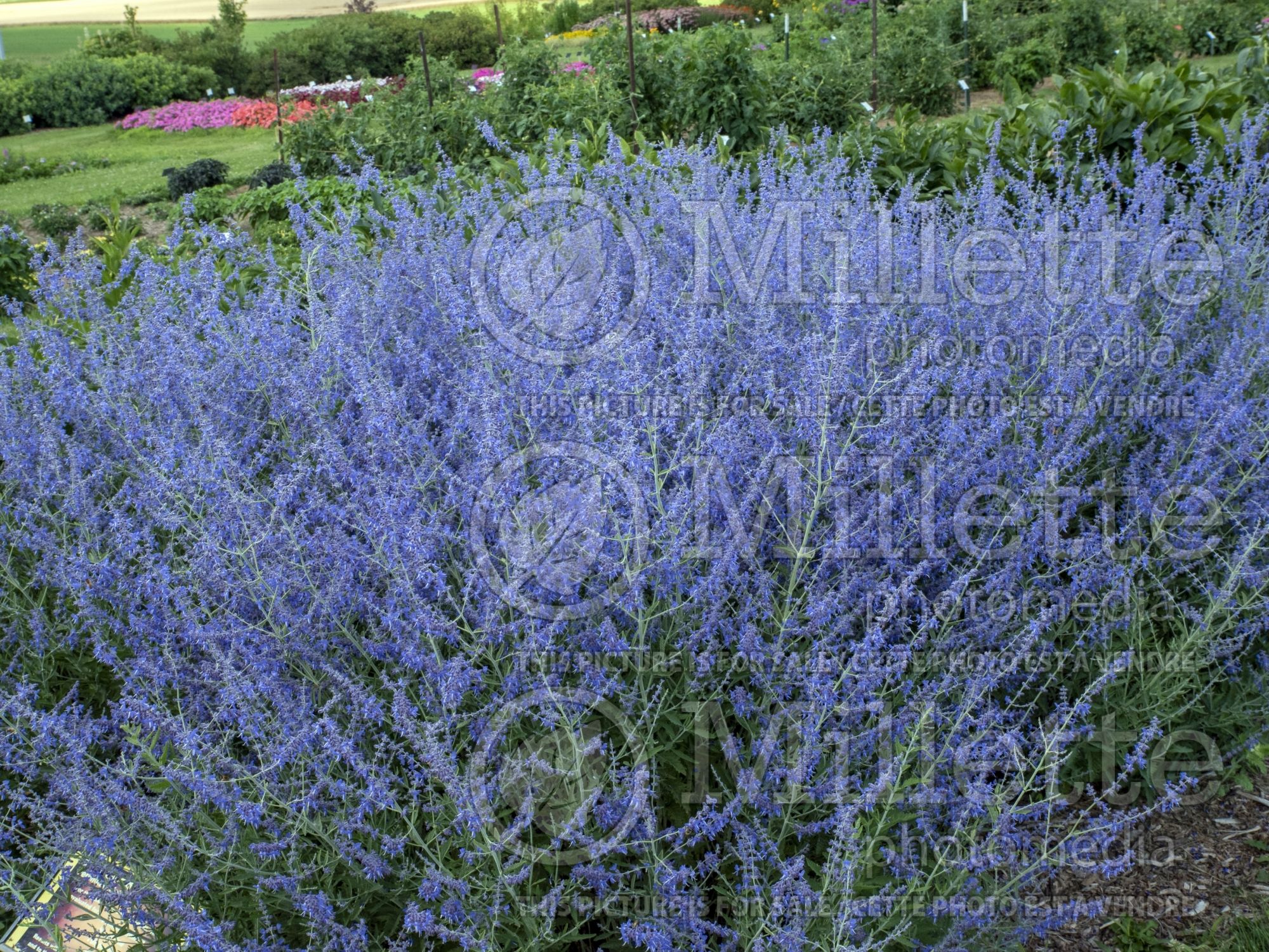 Perovskia Crazy Blue (Russian sage) 2