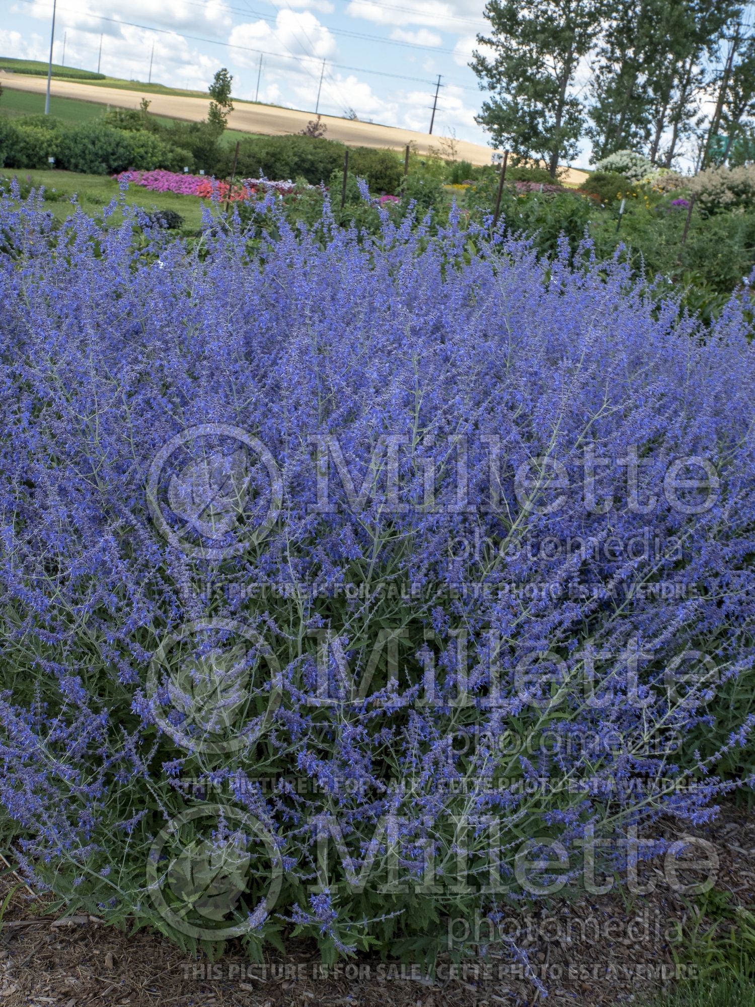 Perovskia Crazy Blue (Russian sage) 3