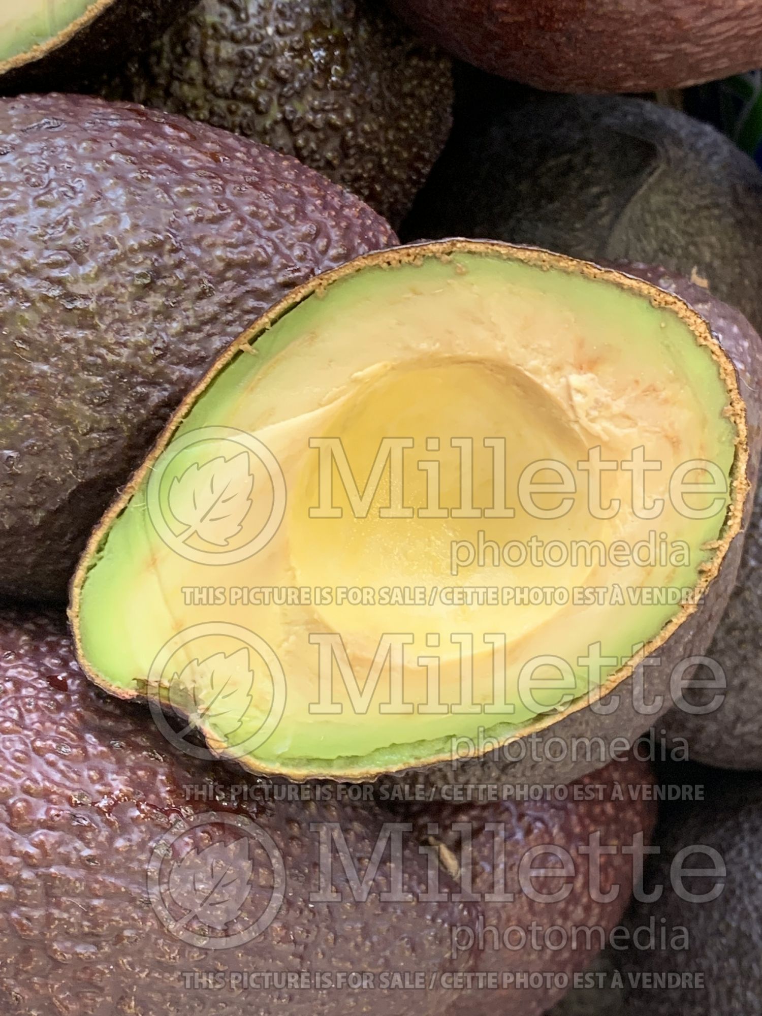 Persea americana (avocado) 2