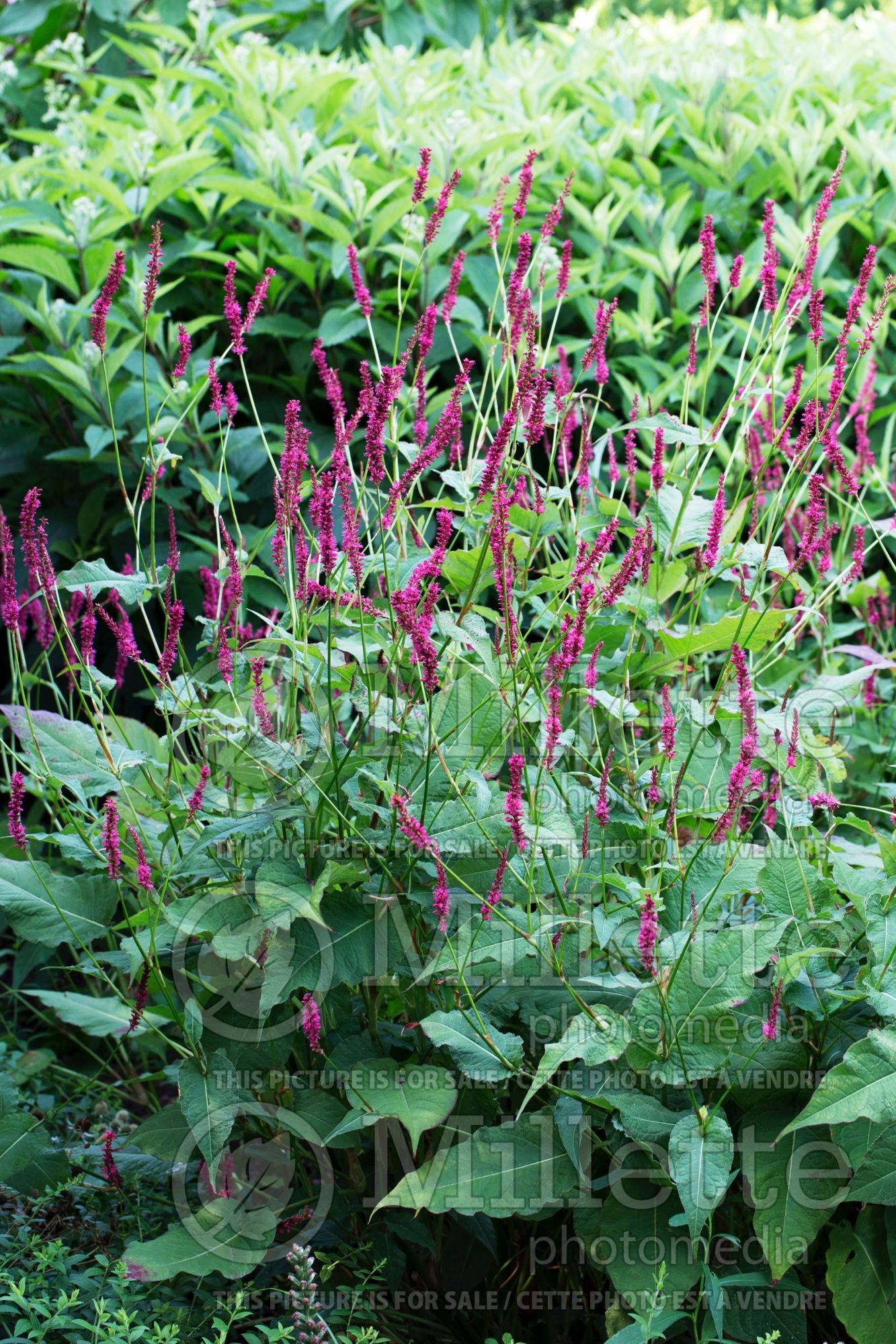 Persicaria aka Polygonum Firetail (Fleeceflower or Knotweed) 7