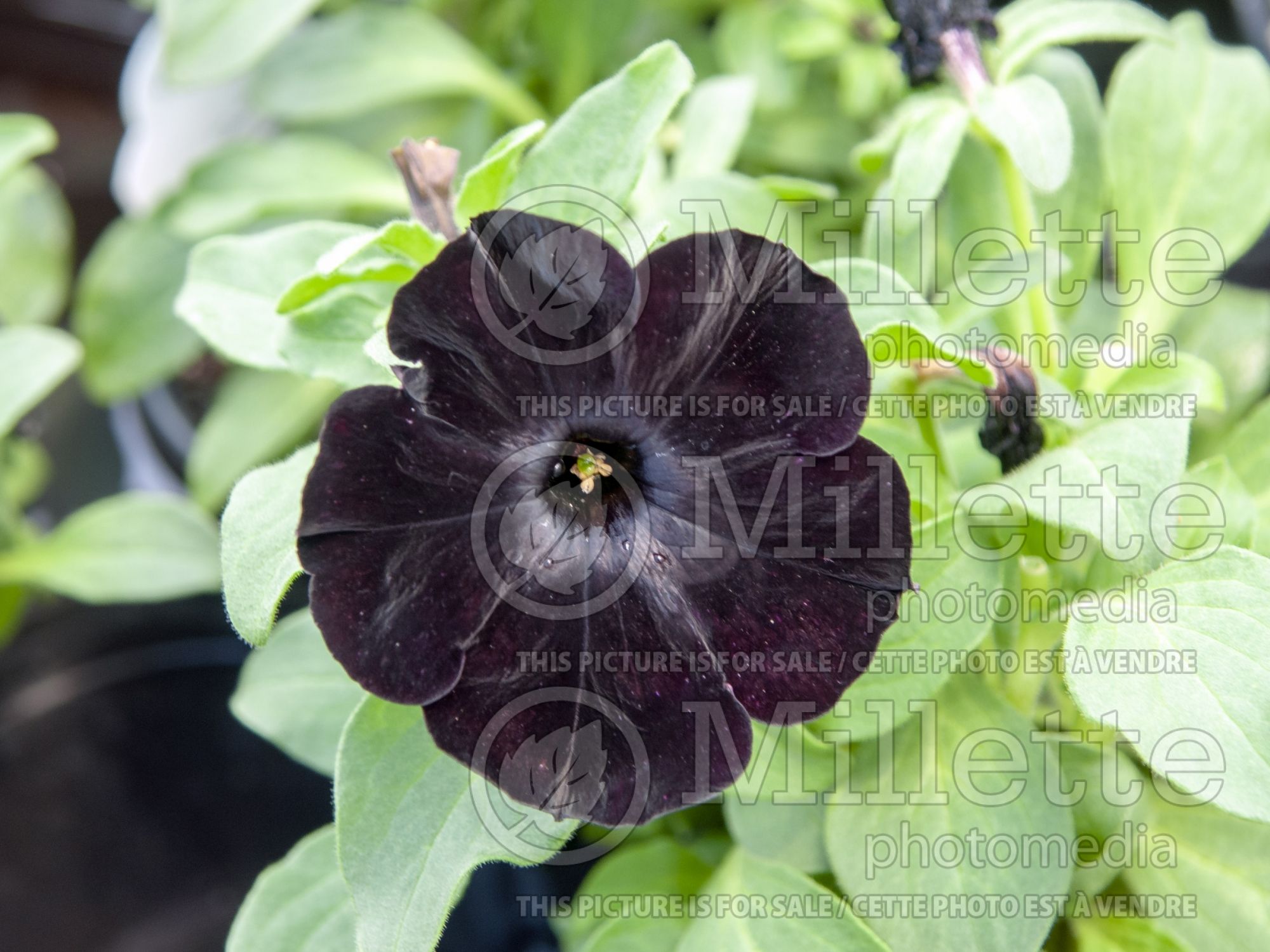 Petunia Black Velvet (Petunia) 2
