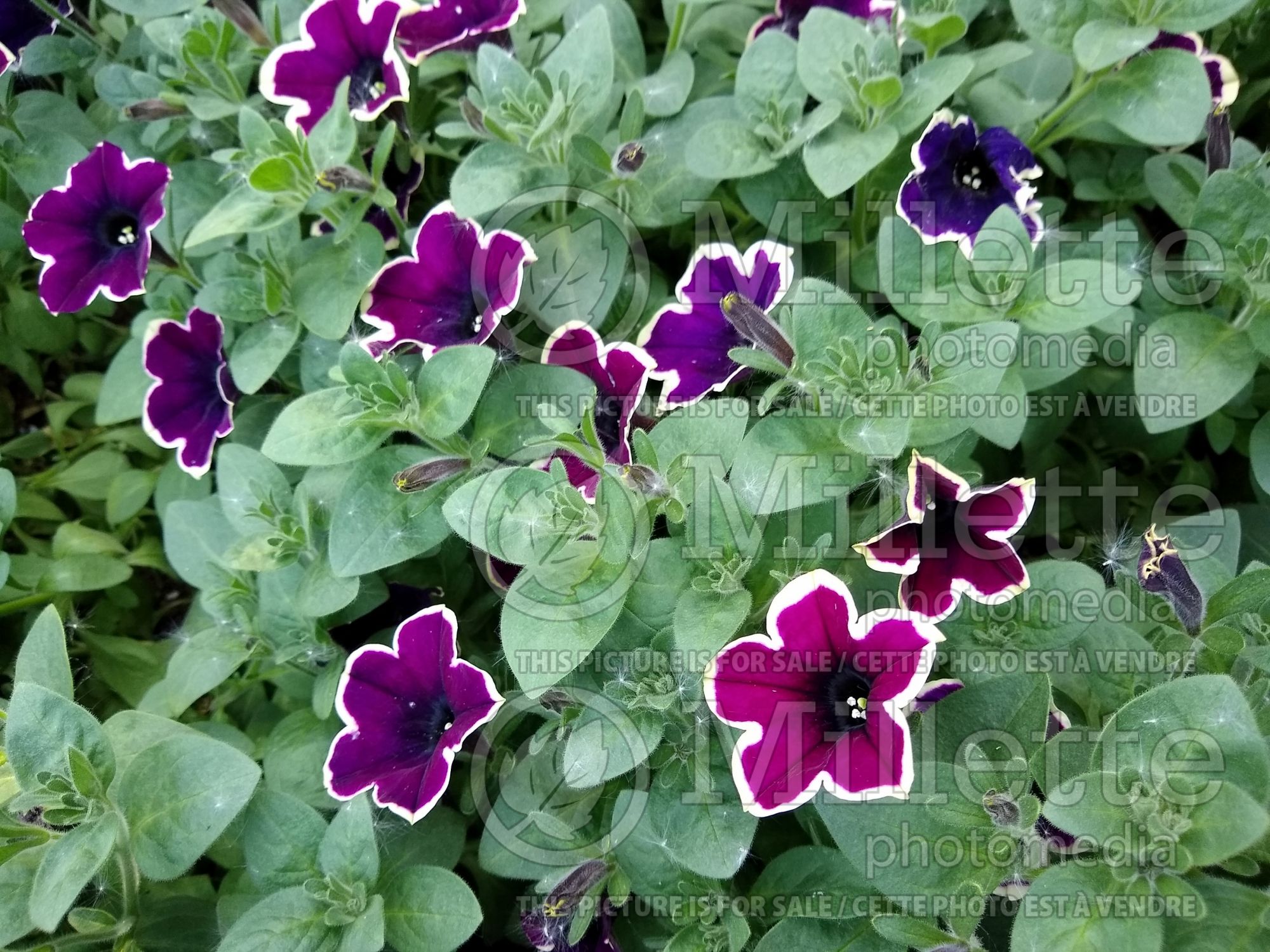 Petunia Cascadia Rim Magenta (Petunia) 2