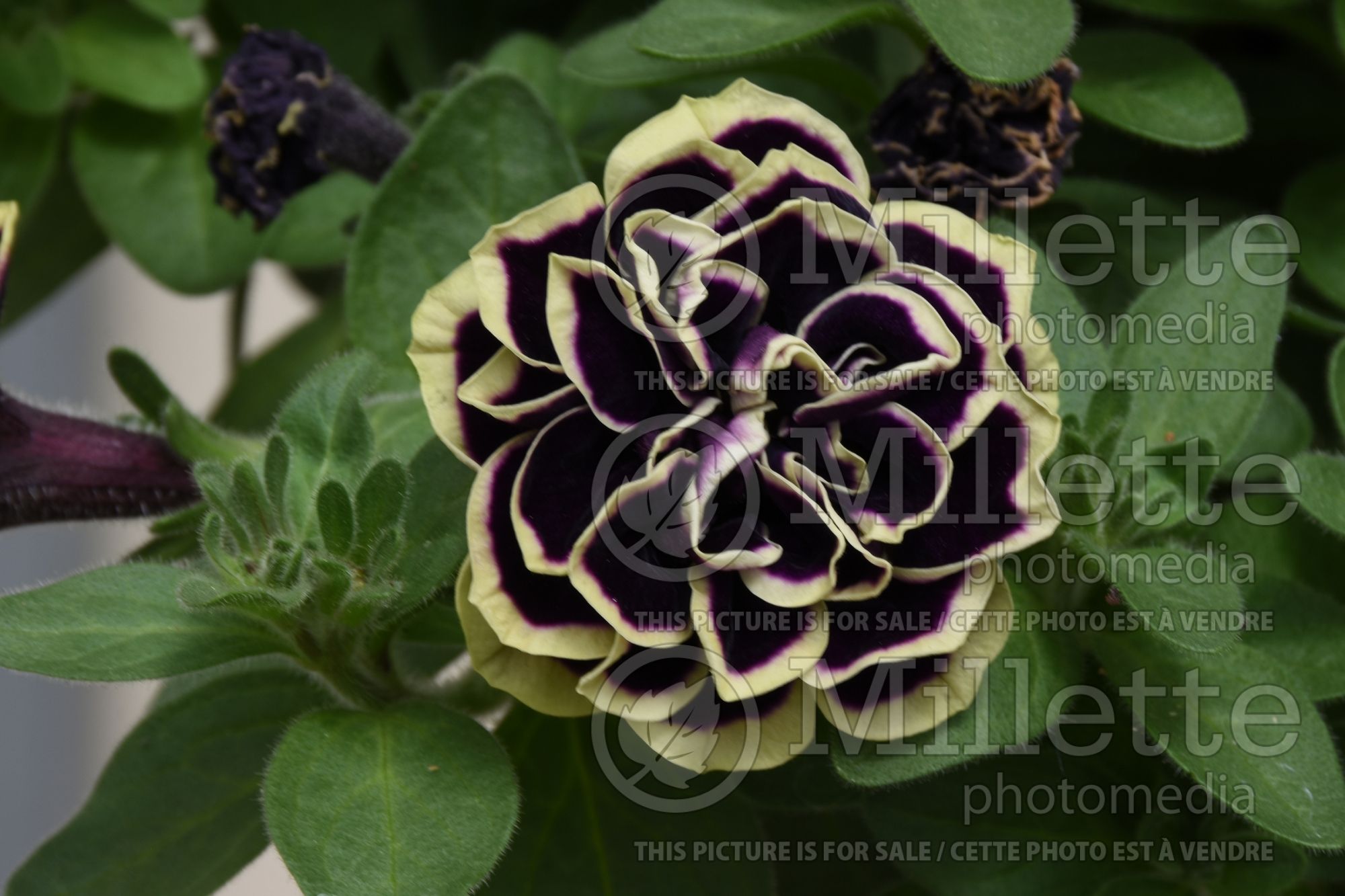 Petunia Midnight Gold (Petunia) 1