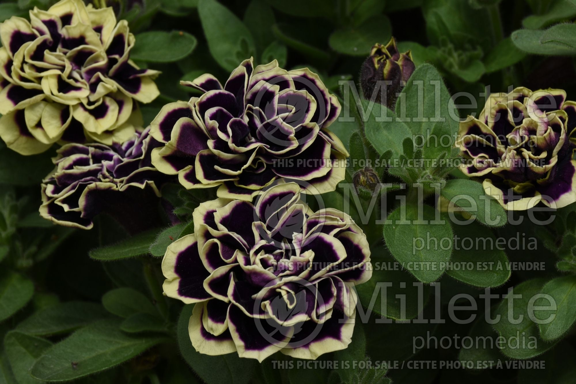 Petunia Midnight Gold (Petunia) 2