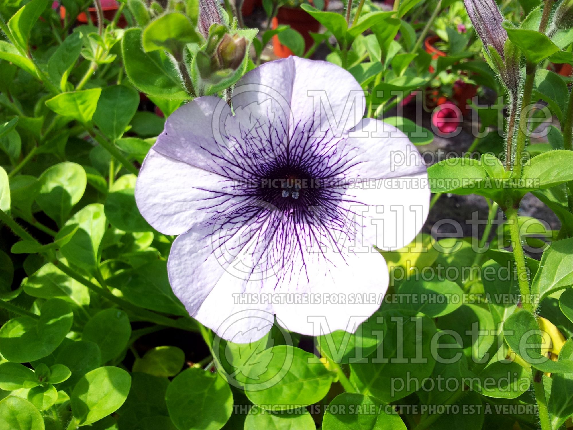 Petunia Surfinia Blue Veined (Petunia) 1