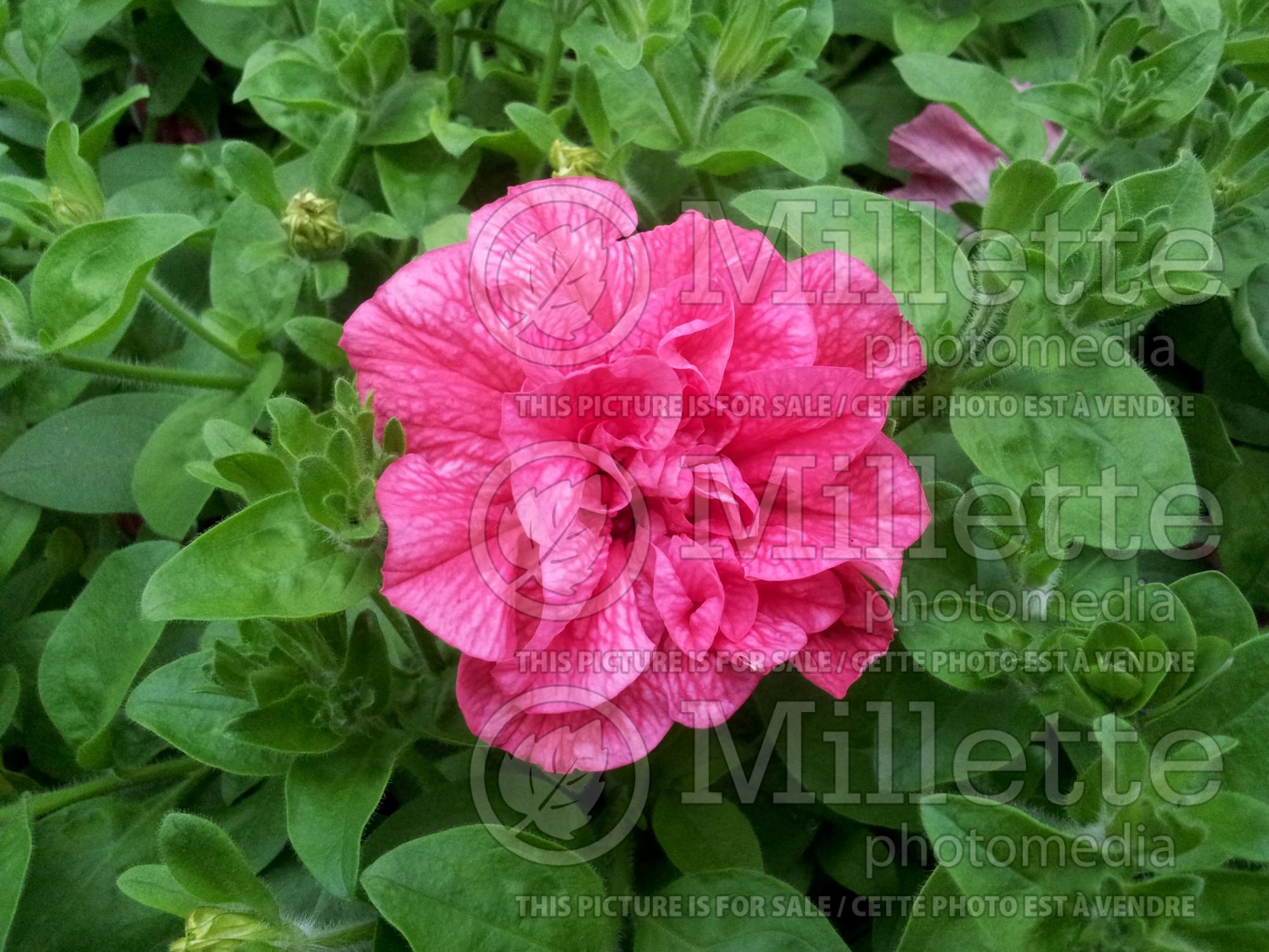 Petunia Tumbelina Clara (Petunia) 1