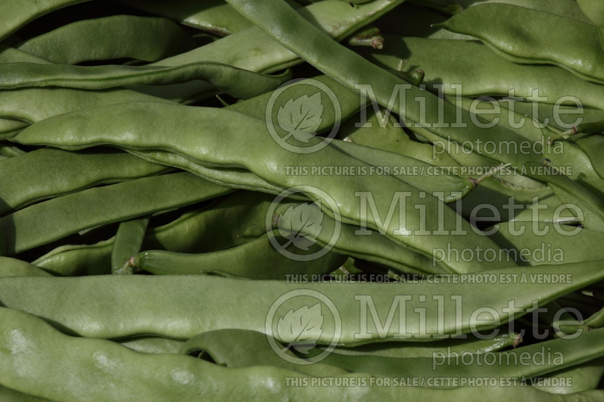 Phaseolus Mistica (green-leaved string bean vegetable) 2