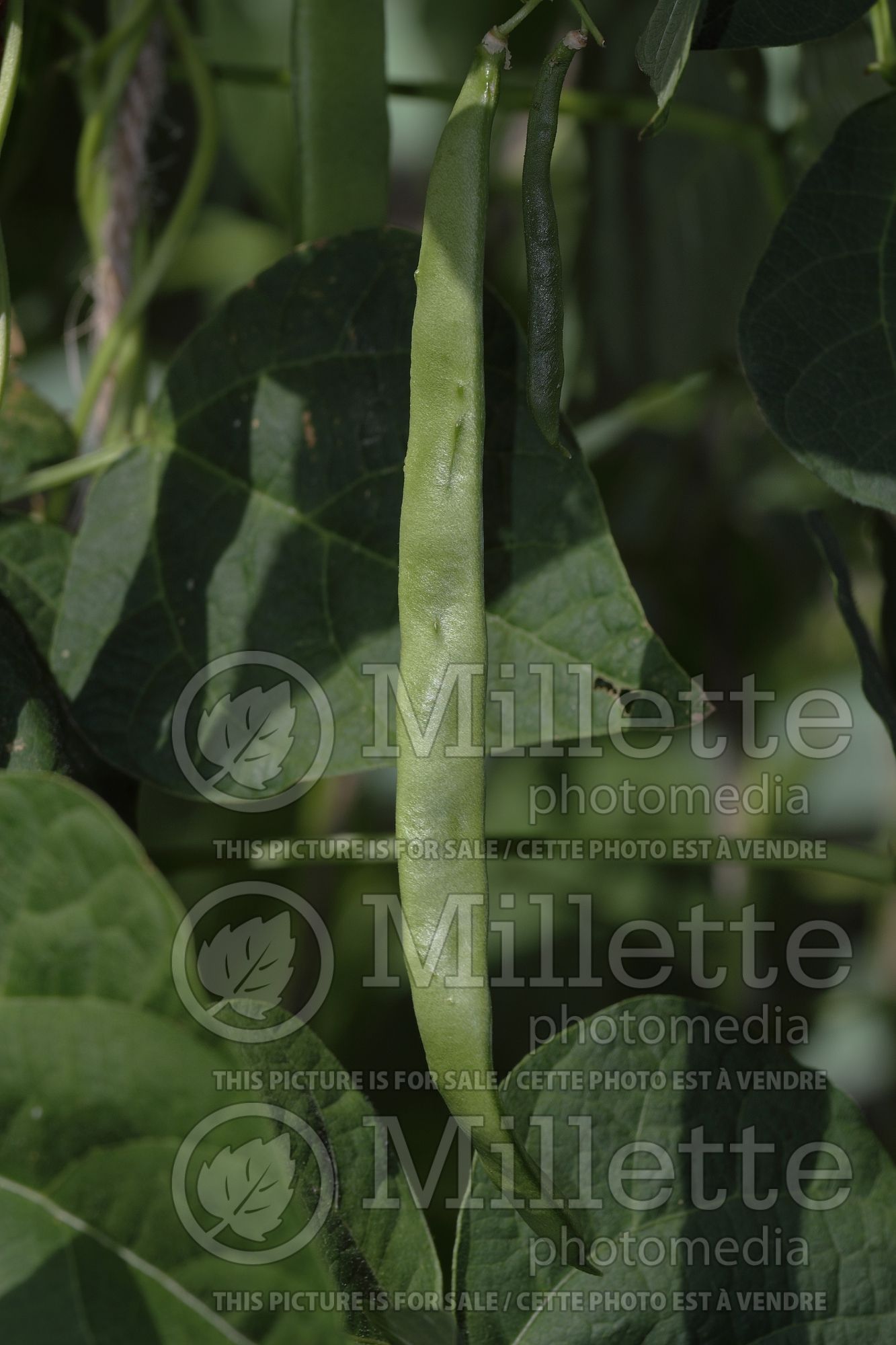 Phaseolus Mistica (green-leaved string bean vegetable) 3