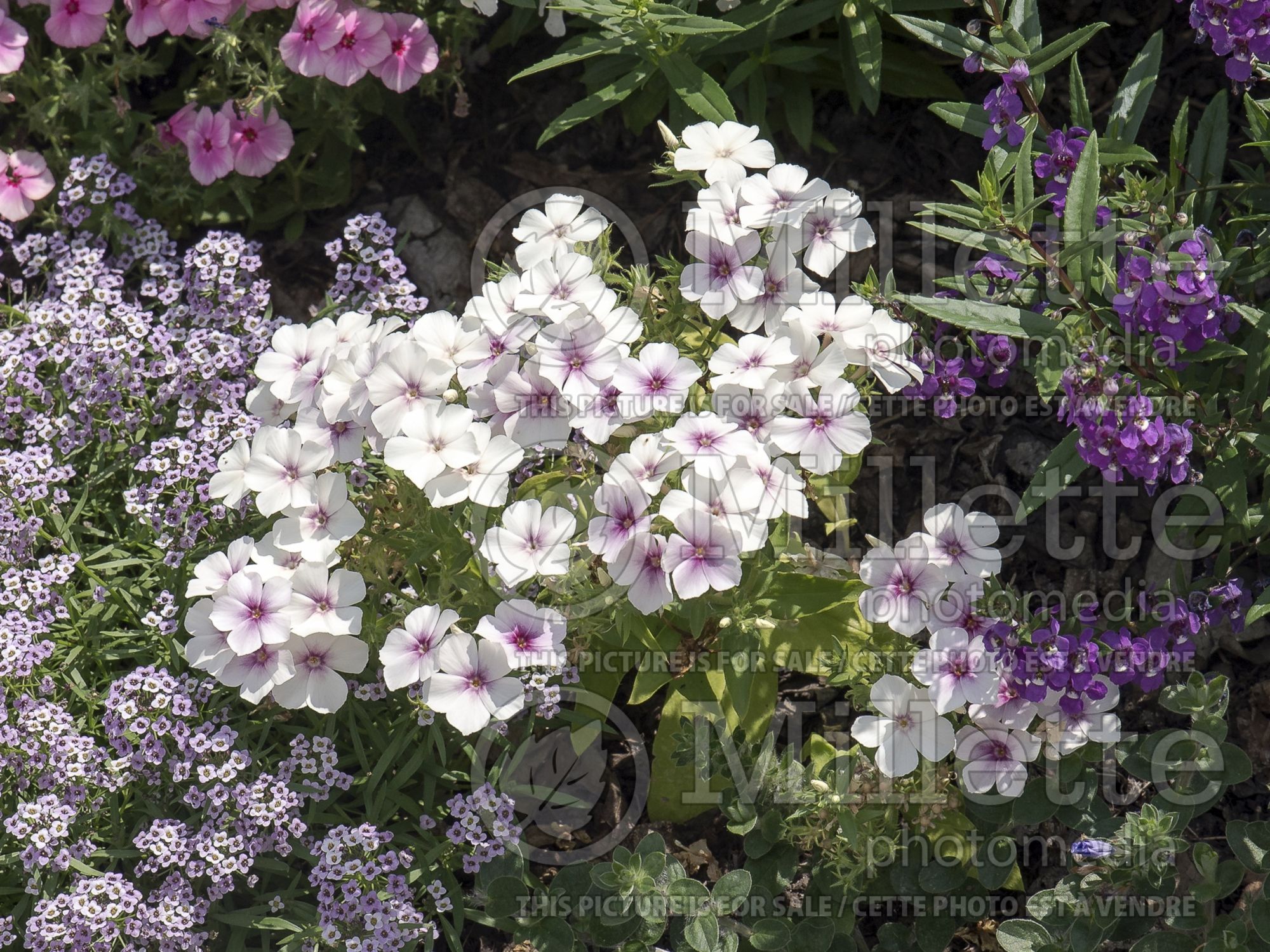 Phlox 21st Century Rose Star (Phlox) 1