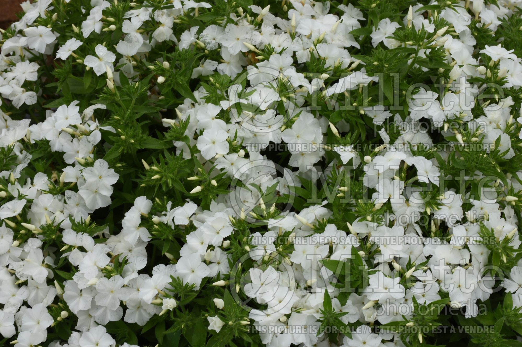 Phlox Phloxstar White (Phlox) 1
