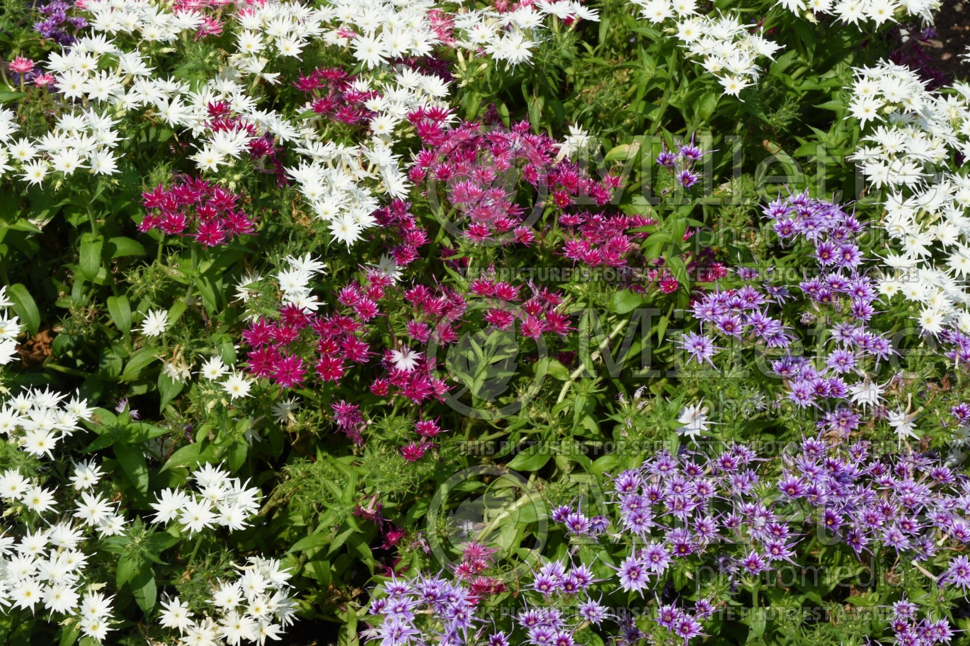 Phlox Popstars Mixed (Phlox) 1