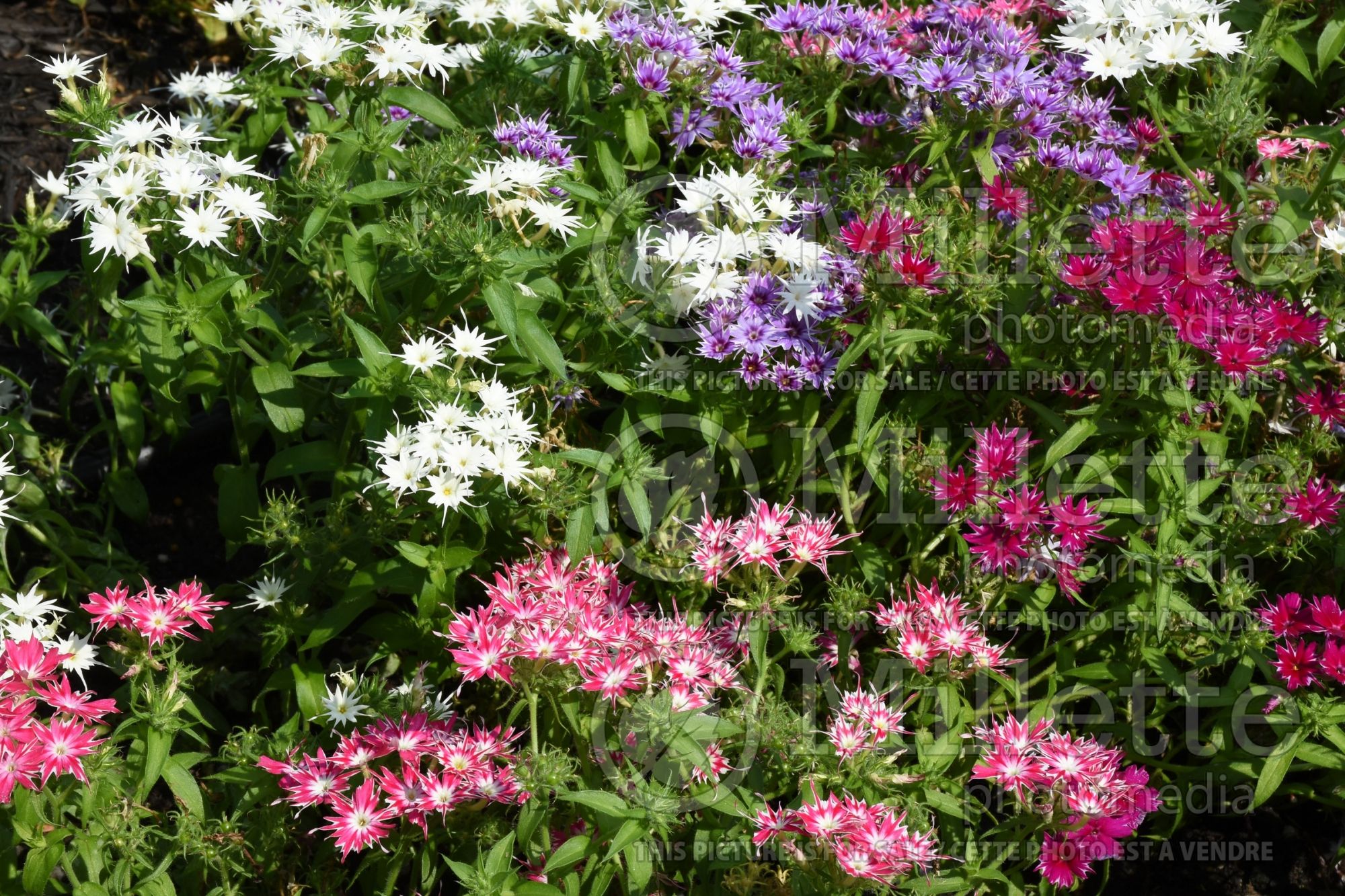 Phlox Popstars Mixed (Phlox) 2