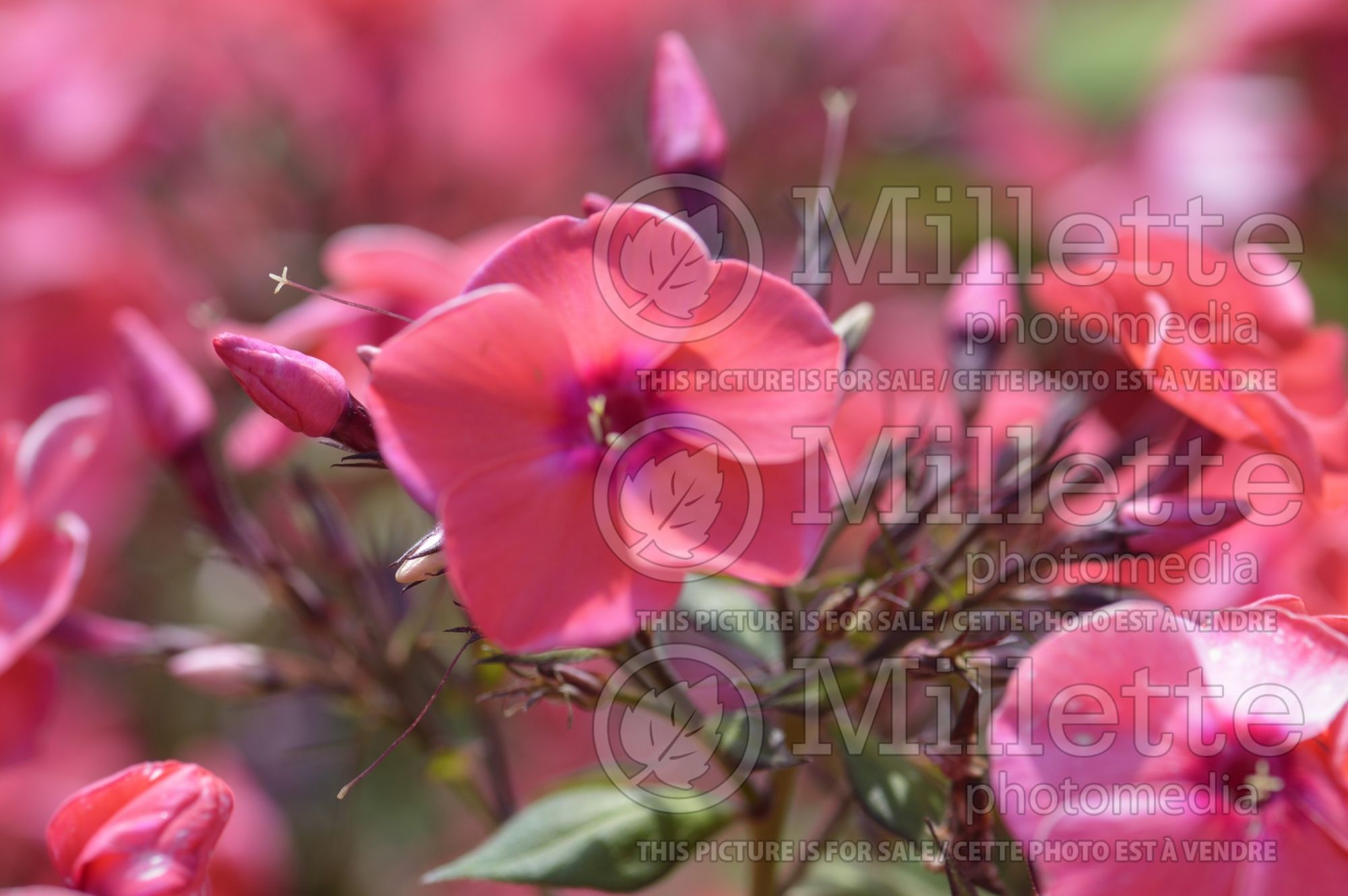 Phlox Brigadier (Phlox) 1
