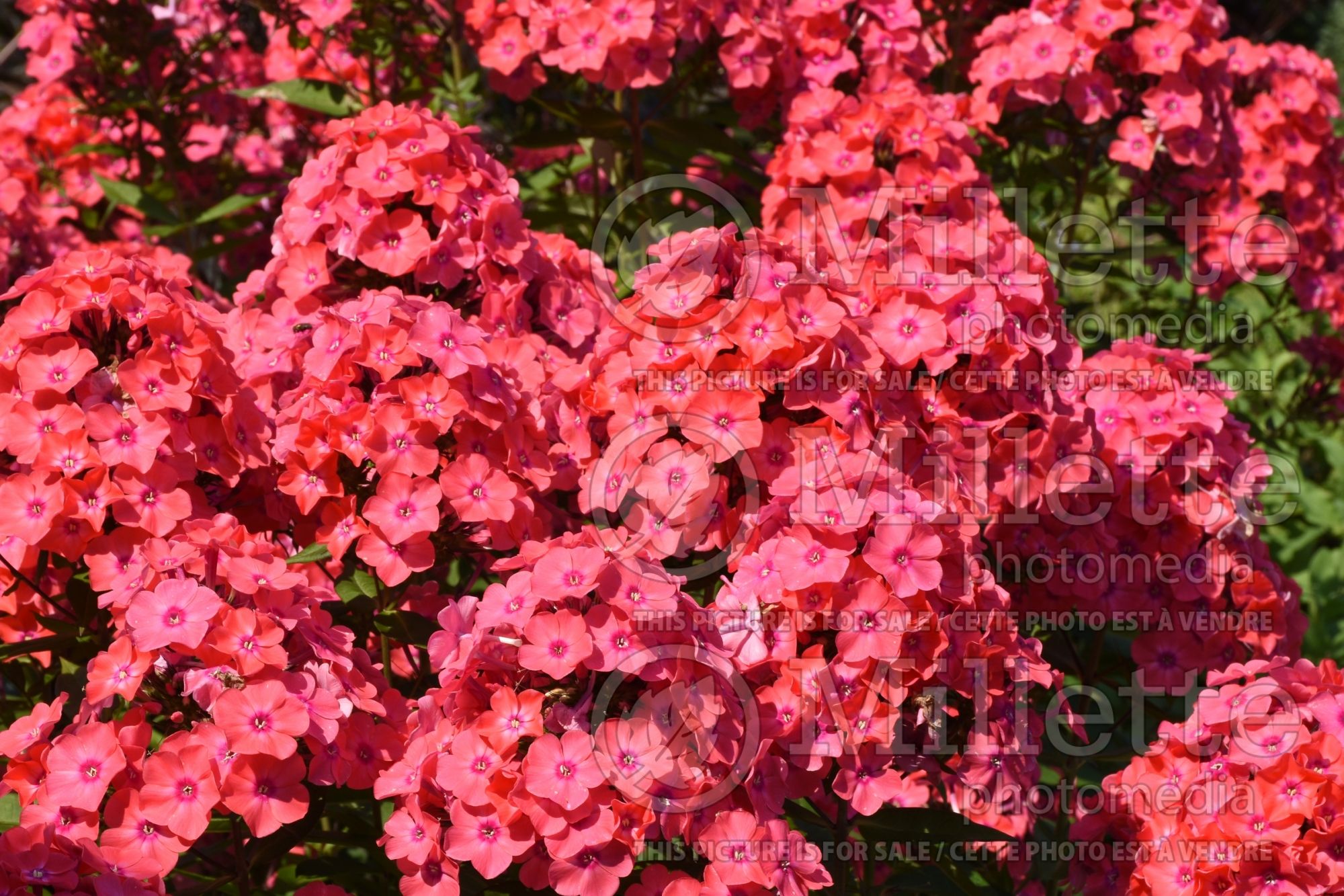 Phlox Glamour Girl (Phlox) 3