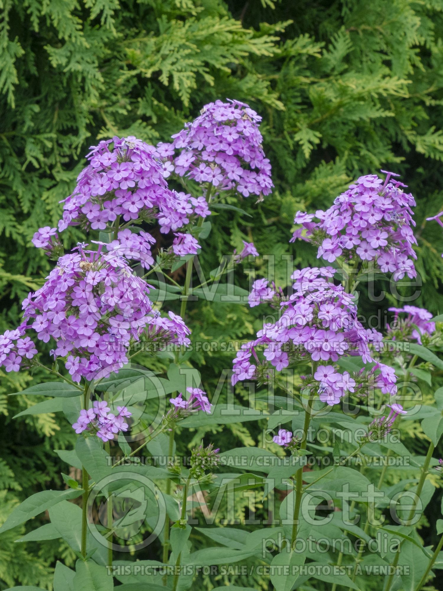 Phlox Jeana (Phlox) 4